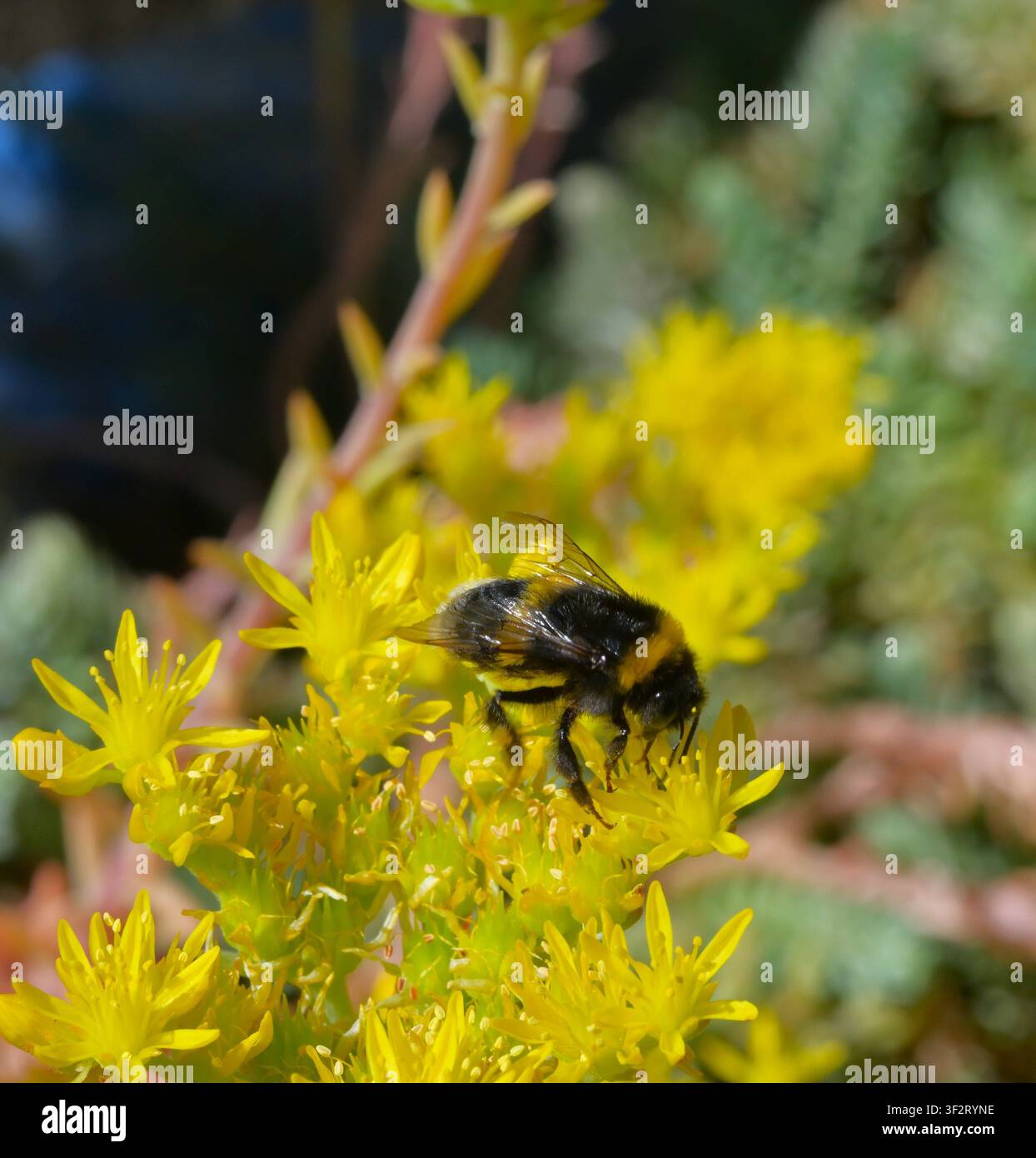 Bourdon se nourrissant de têtes florales de Sedum (Sedum). Banque D'Images