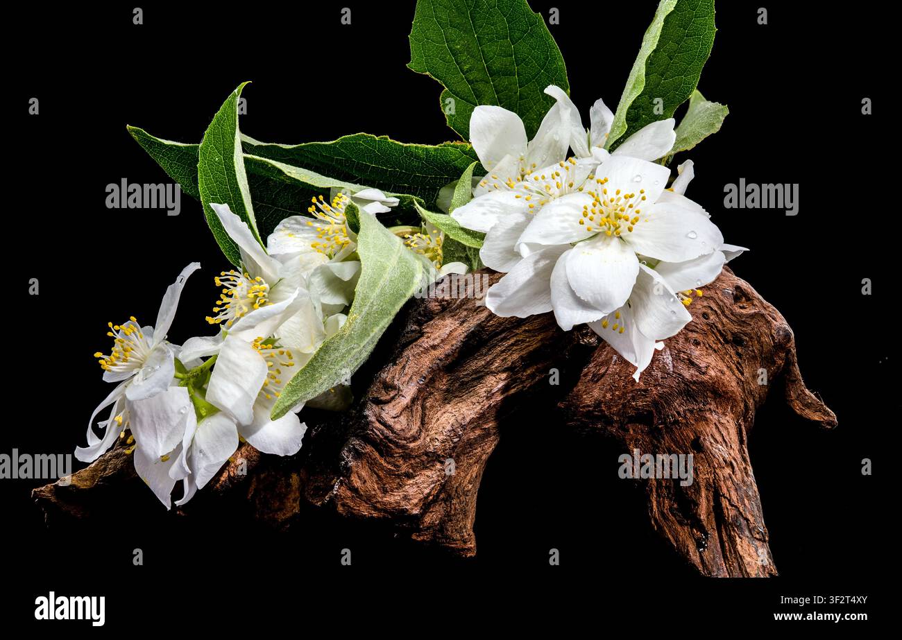 Fleurs de jasmin blanc sur une souche en bois texturée isolée sur noir Banque D'Images