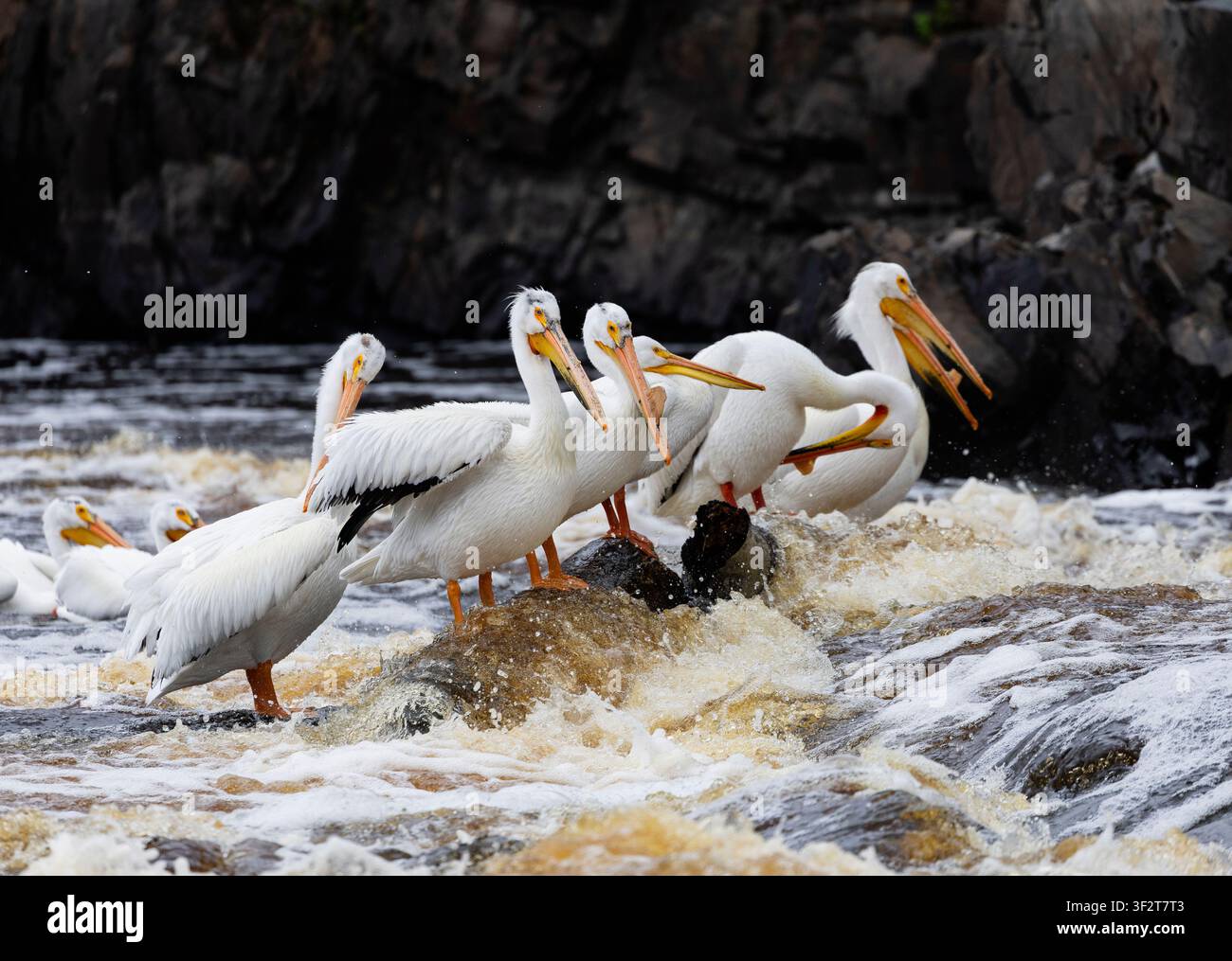 Pélicans blancs d'Amérique perchés sur Midstream Rock dans les eaux rapides Banque D'Images