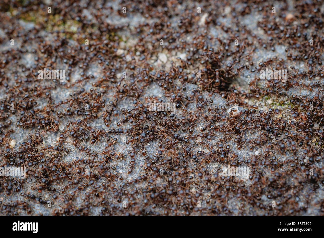 Une grande nuée de fourmis se rassemblant sur une surface de pavé gris Banque D'Images