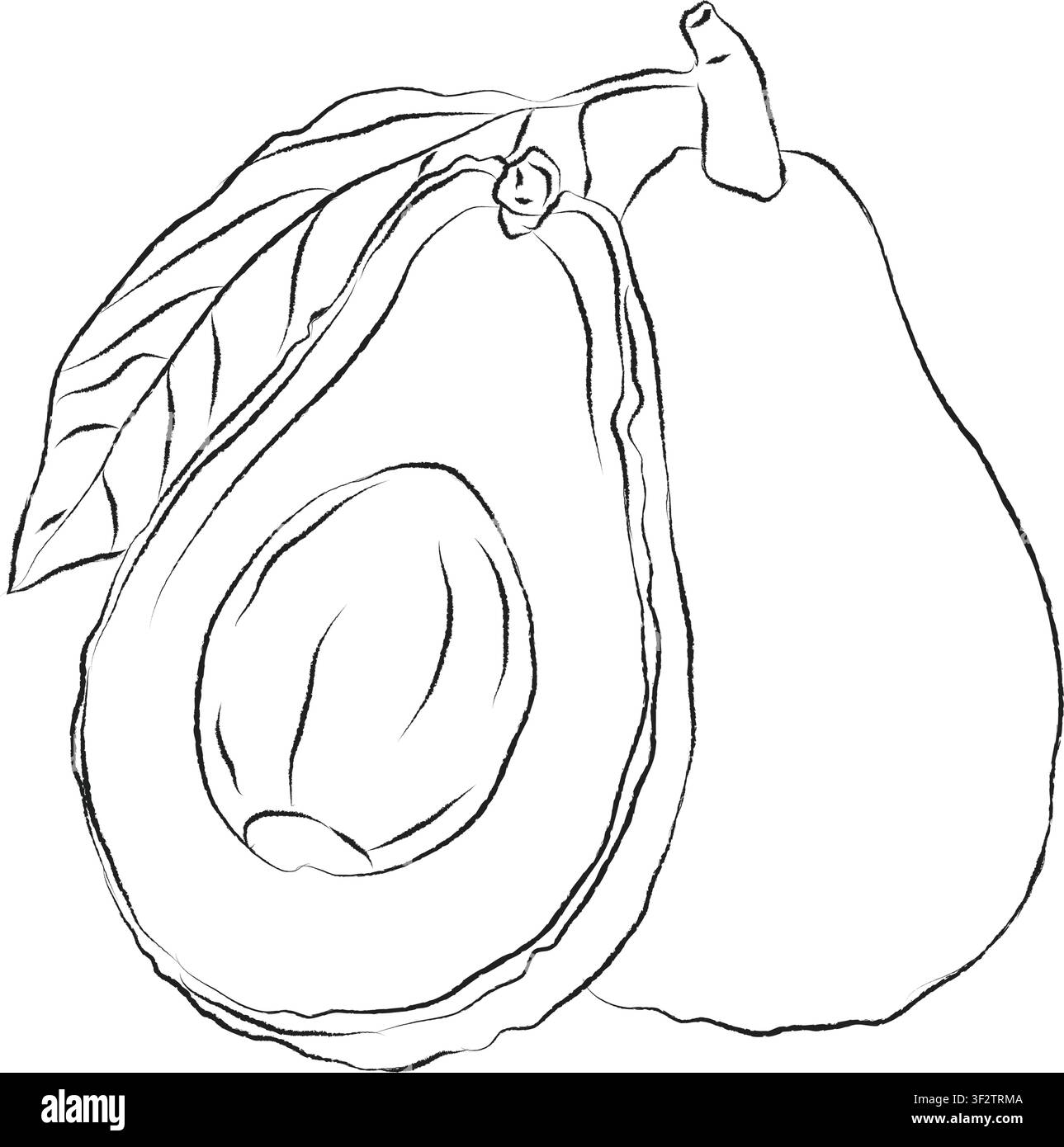 Art vectoriel d'avocat en lignes, ensemble de conception peint à la main, format EPS, dessin de contour pour une branche d'avocat en tranches, ensemble d'icônes dessinées à la main style gribouillis, contour Illustration de Vecteur