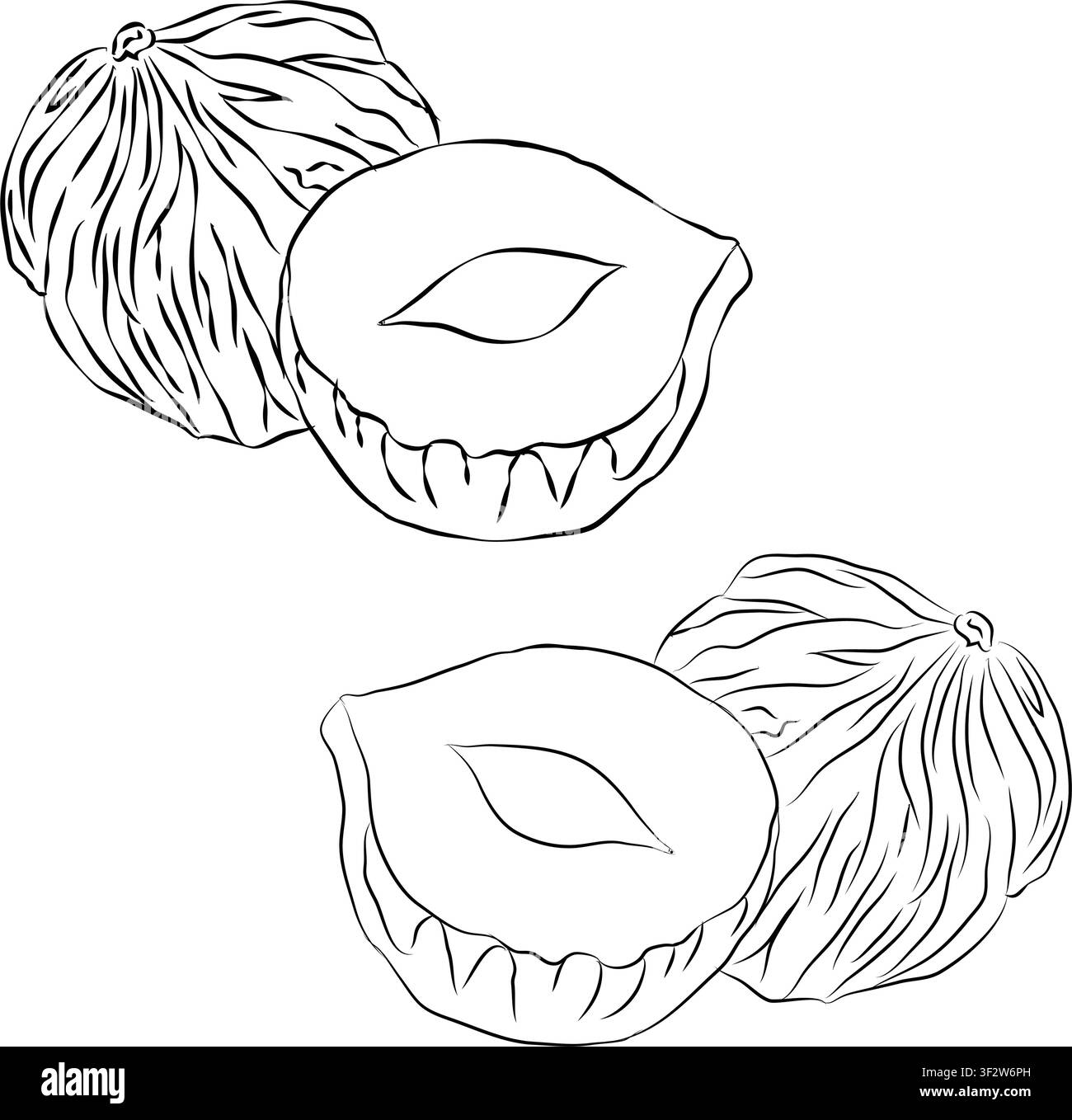 Ensemble de conception vectorielle, Ensemble de conception peint à la main, Format EPS, Vecteur croquis de tranches de noisette en art linéaire, Dessin d'outline pour le dessin de noisette Illustration de Vecteur