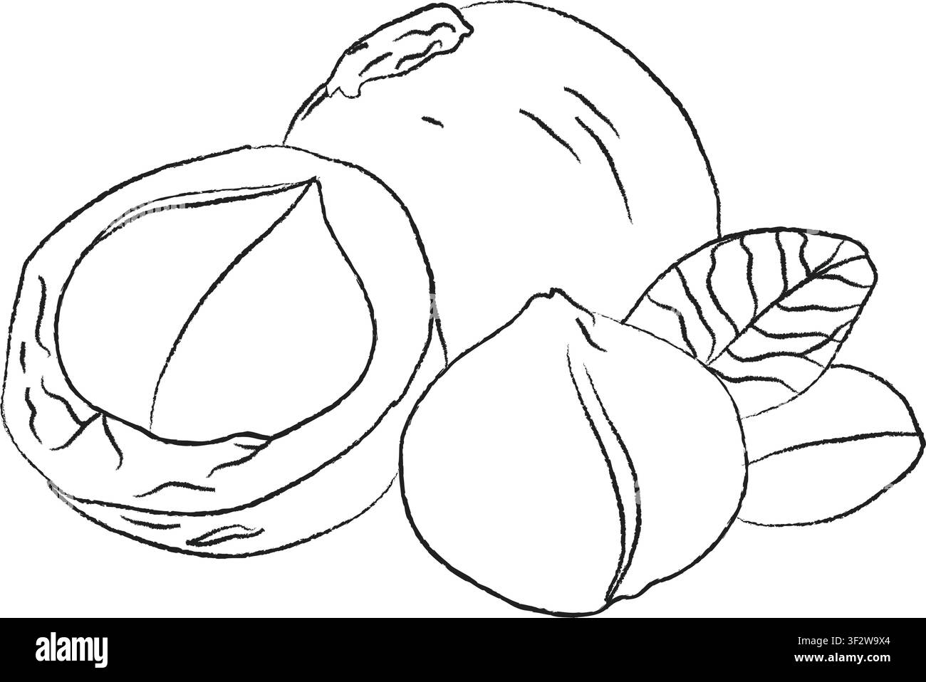 Croquis de noix de macadamia en style doodle. Illustration vectorielle de l'esquisse des noix., Esquisser un croquis dessiné à la main de tranches de macadamia. Style d'esquisse dessiné à la main en contours, Illustration de Vecteur