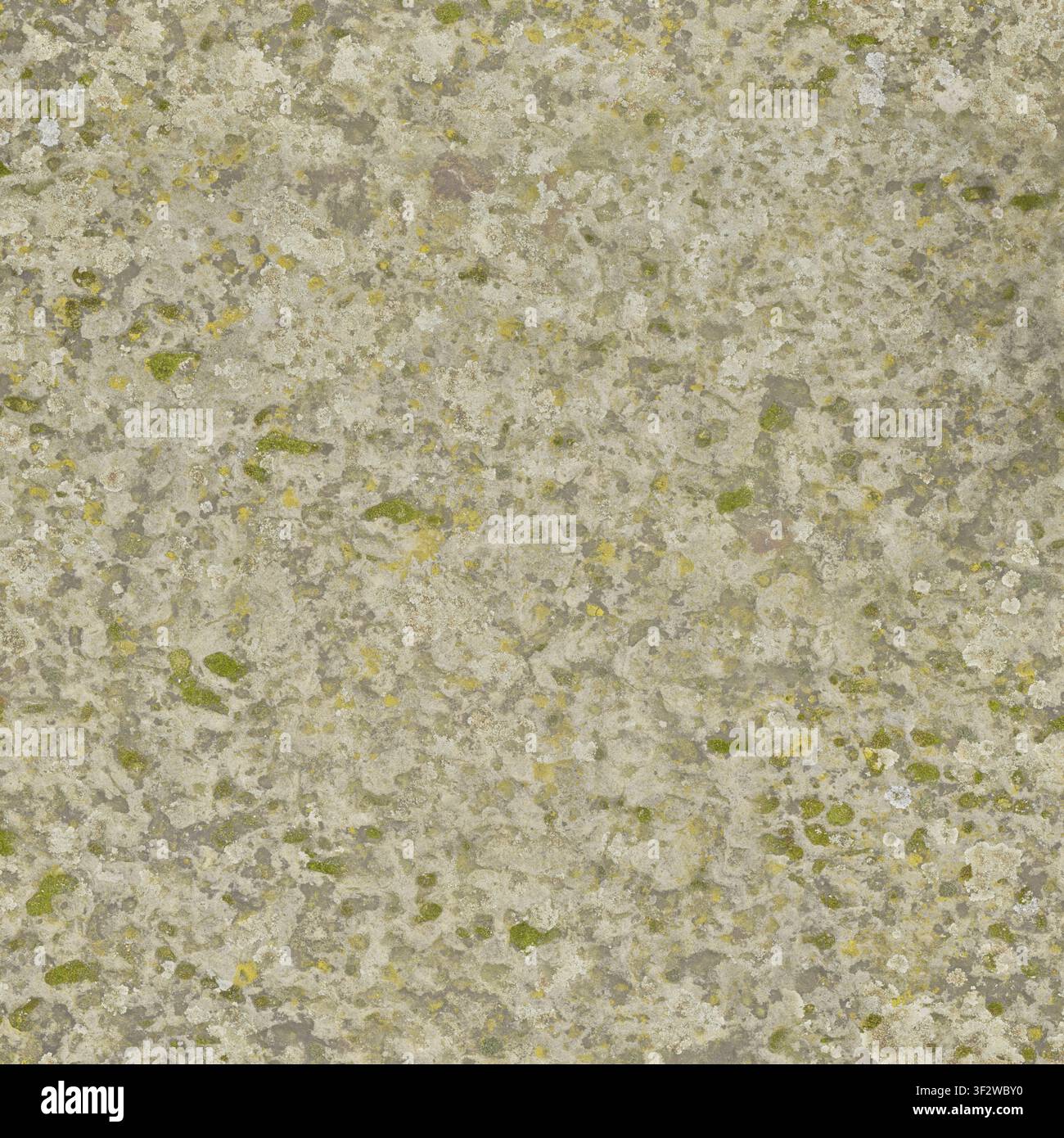 Une surface détaillée d'une dalle de pierre gris clair recouverte d'une croissance naturelle de lichen vert et jaune. Banque D'Images
