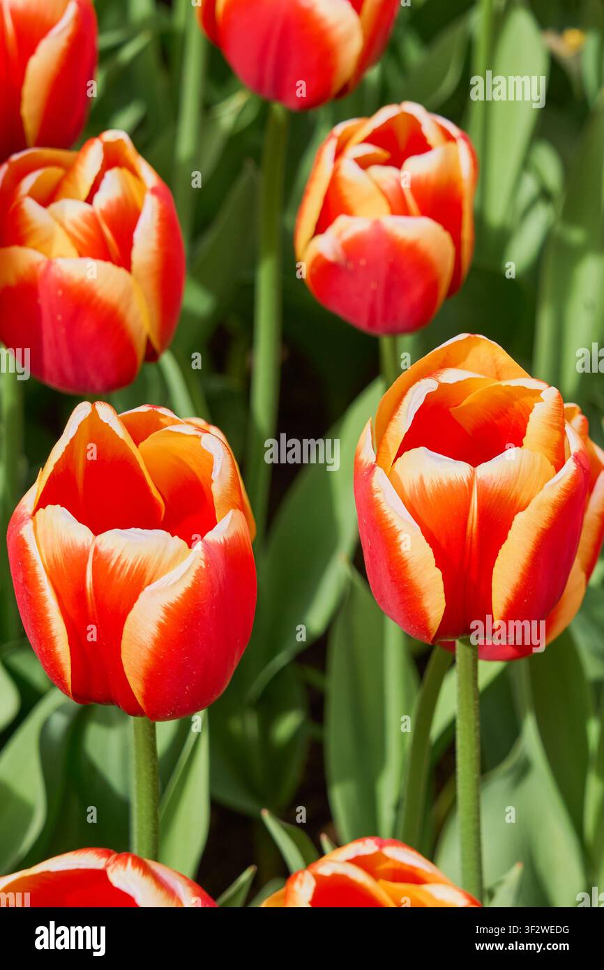 Tulipes bicolores rouge éclatant et jaune florissant dans un jardin printanier ensoleillé avec des feuilles vertes fraîches. Banque D'Images