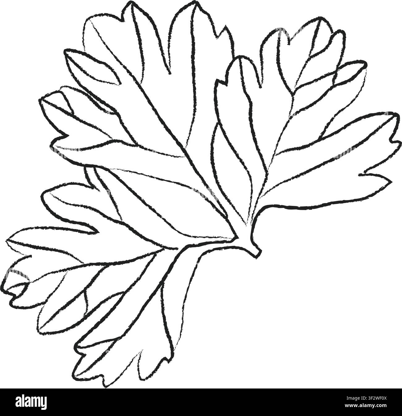 Illustration couleur vectorielle de feuilles de persil, fond, bannière esquissée, icône et conception de logo, esquisse de branche de feuilles de persil Illustration de Vecteur