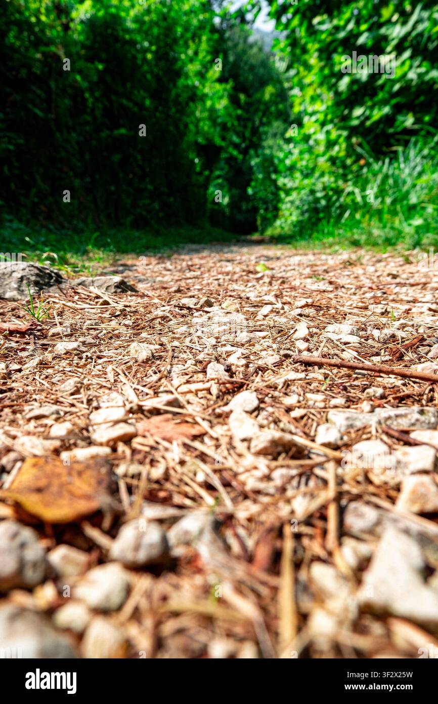 Vue en contre-plongée d'un sentier forestier recouvert d'écorces et de débris forestiers Banque D'Images