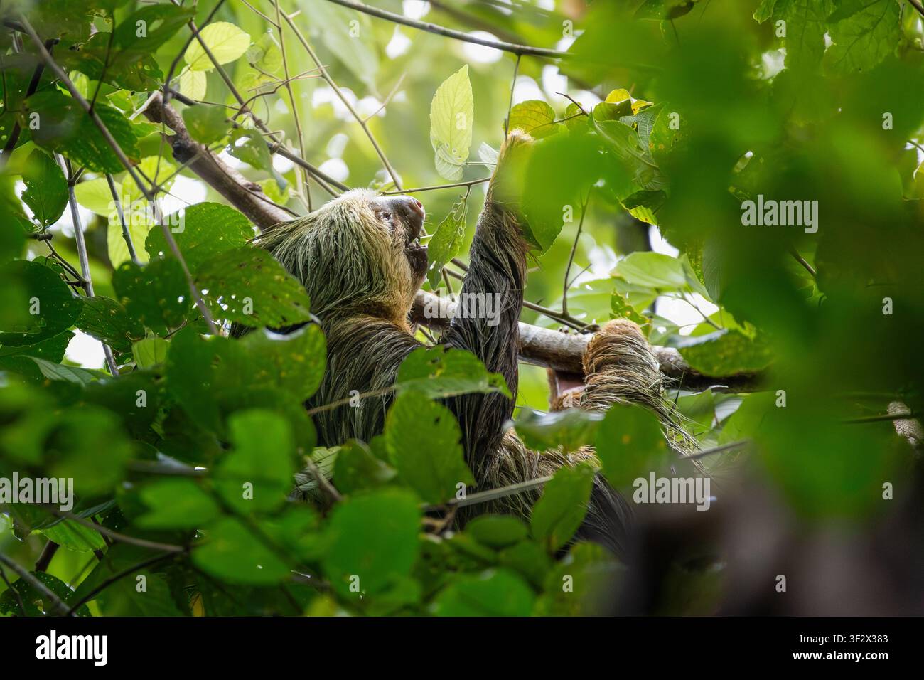 Paresseux à deux doigts de Hoffmann (Choloepus hoffmanni) se nourrissant de feuilles dans la canopée luxuriante de la forêt tropicale humide, Costa Rica. Banque D'Images
