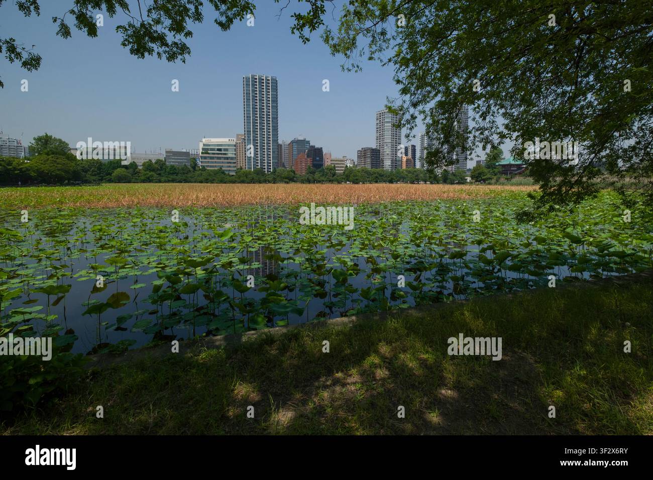 L'étang Shinobazu dans le parc Ueno offre une évasion tranquille au cœur de la ville animée de Tokyo. La surface de l'étang est recouverte de fleurs de lotus éclatantes et Banque D'Images