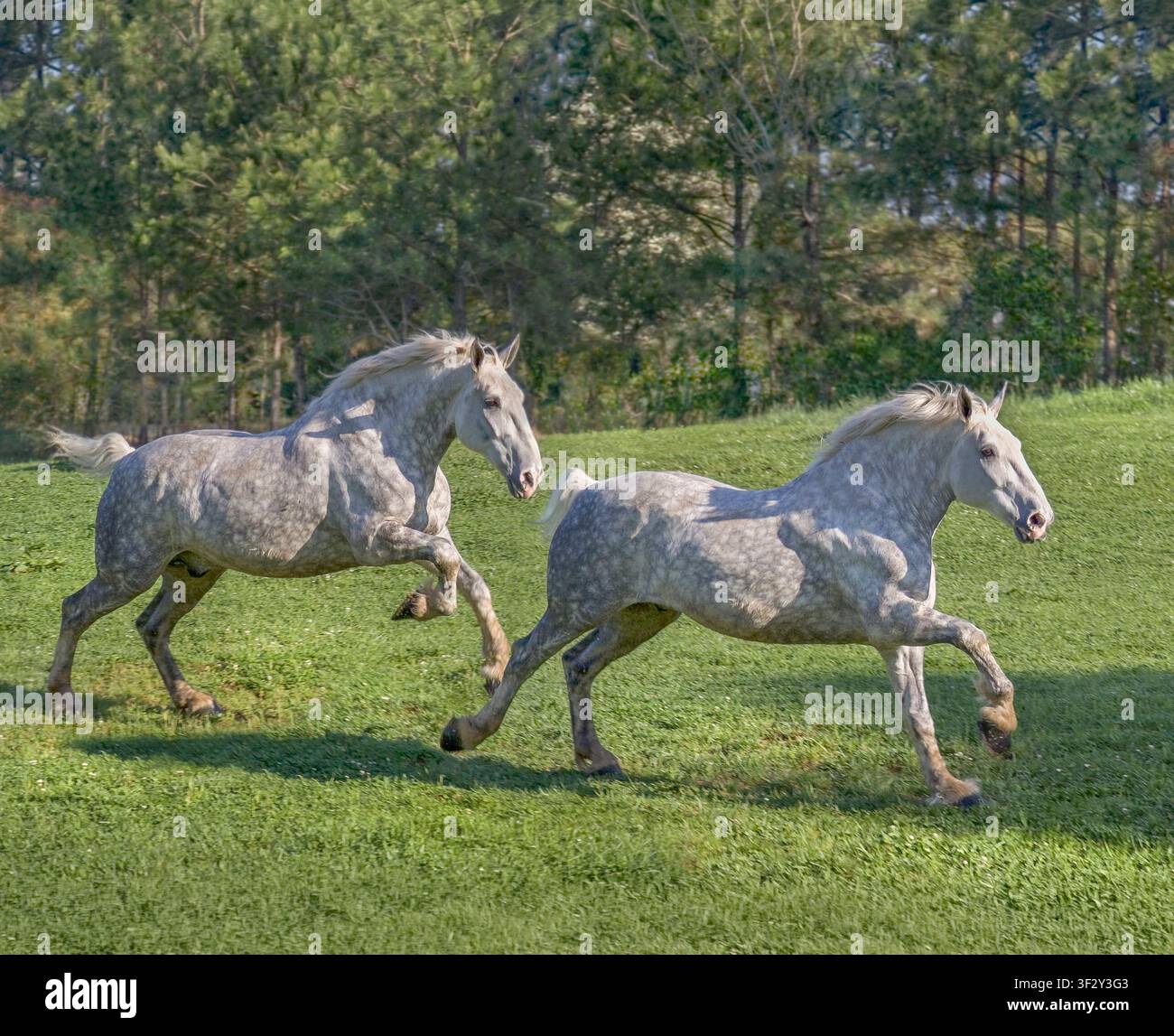 Deux chevaux de trait Percheron adultes galopent à travers un champ de prairie Banque D'Images