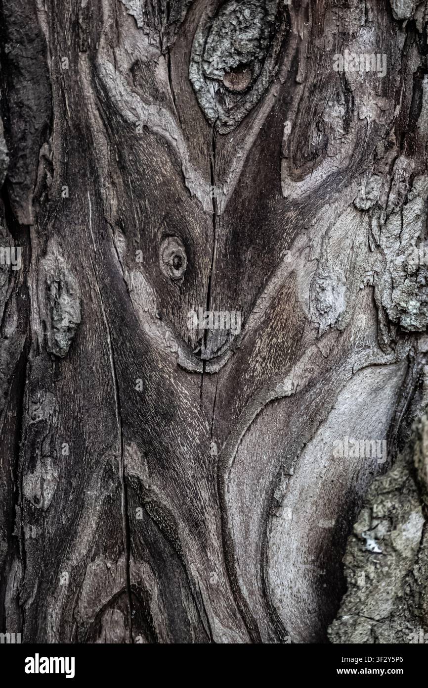 La texture de l'écorce des arbres Banque D'Images