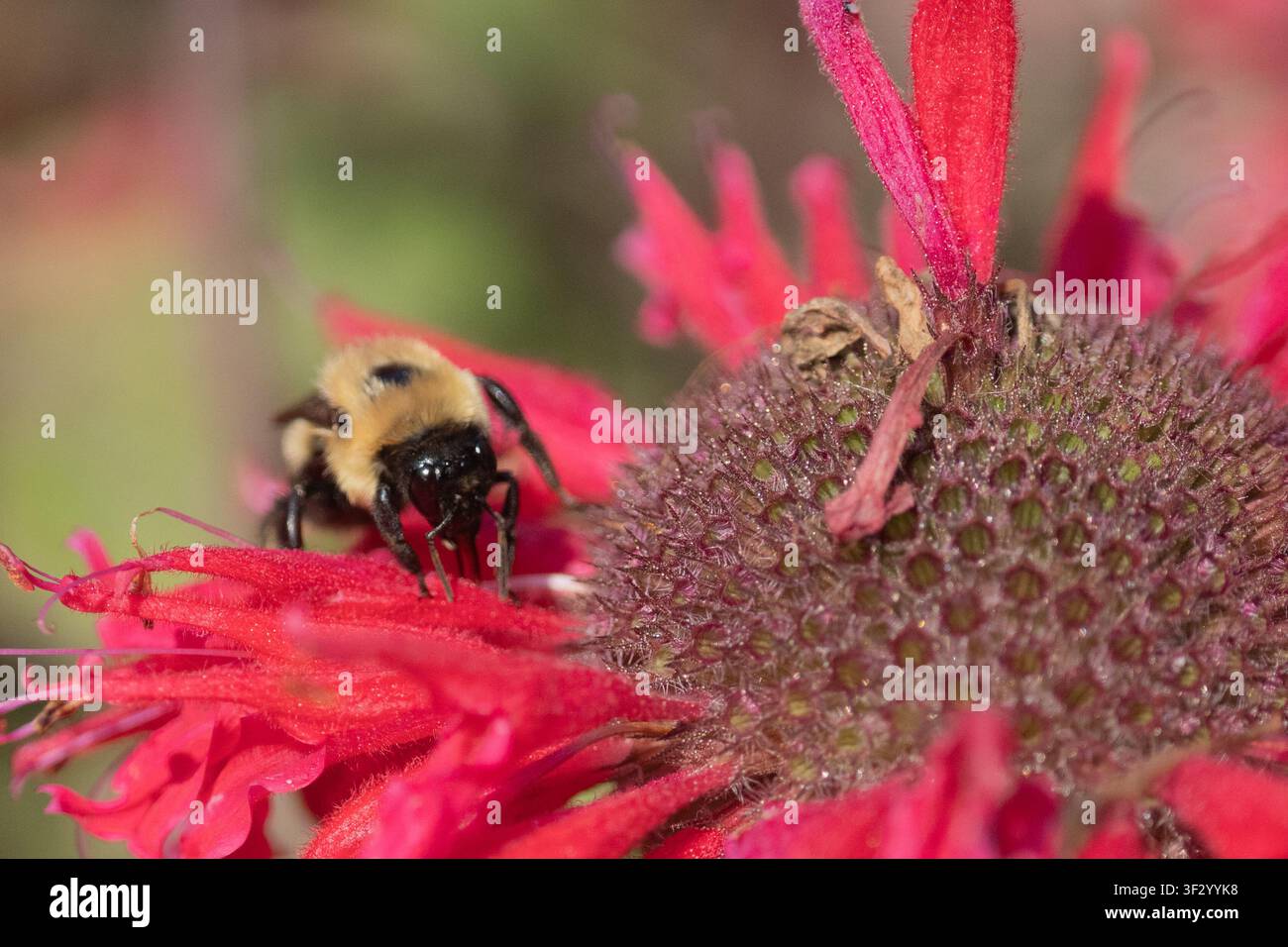 Gros plan d'une bourdonne (bombus) collectant du nectar d'une fleur d'oselin rose dans un jardin d'été Banque D'Images