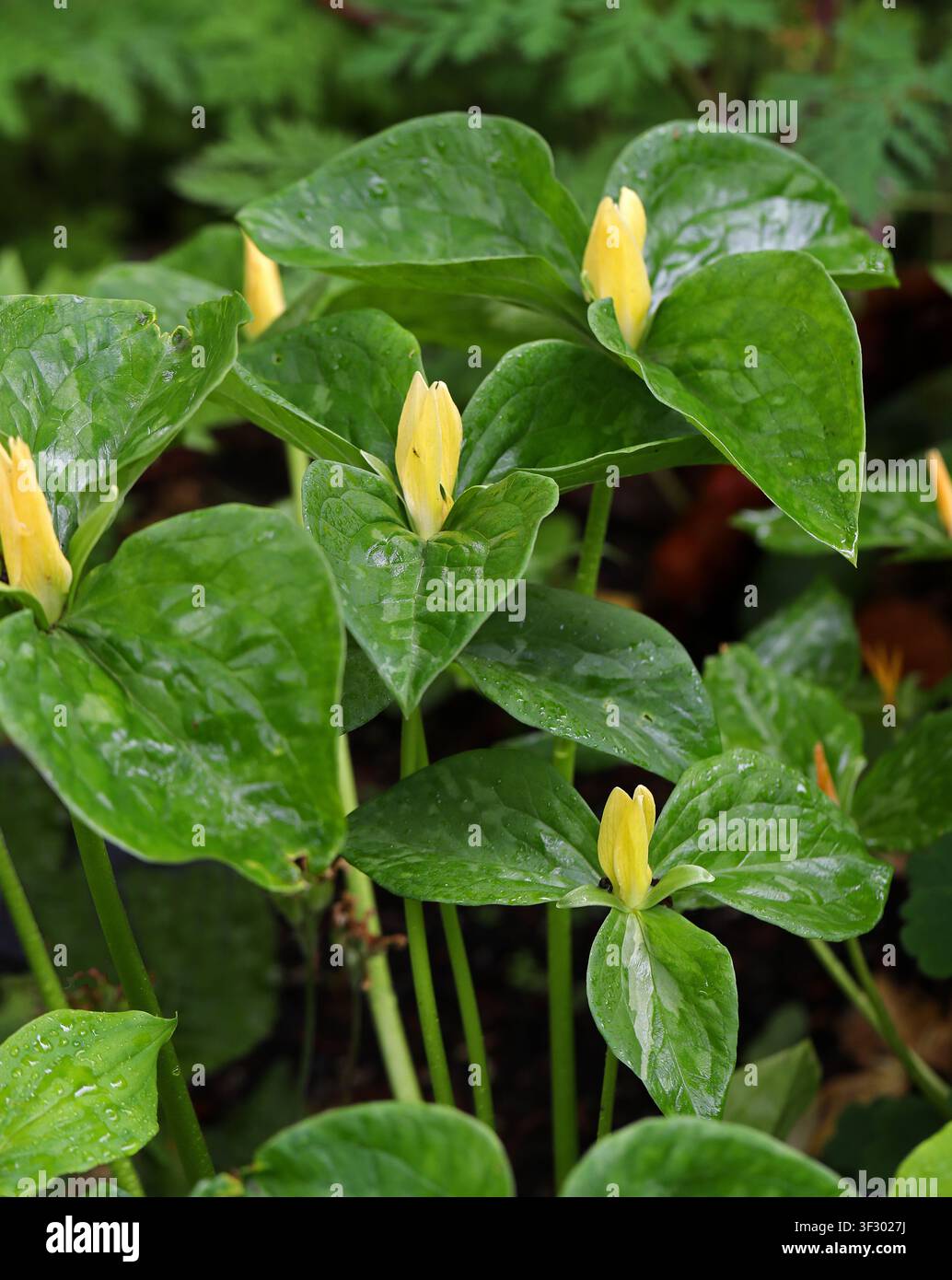 Trille jaune ou Wakerobin jaune, Trillium luteum, Melanthiaceae. Sud-Est des États-Unis. Banque D'Images