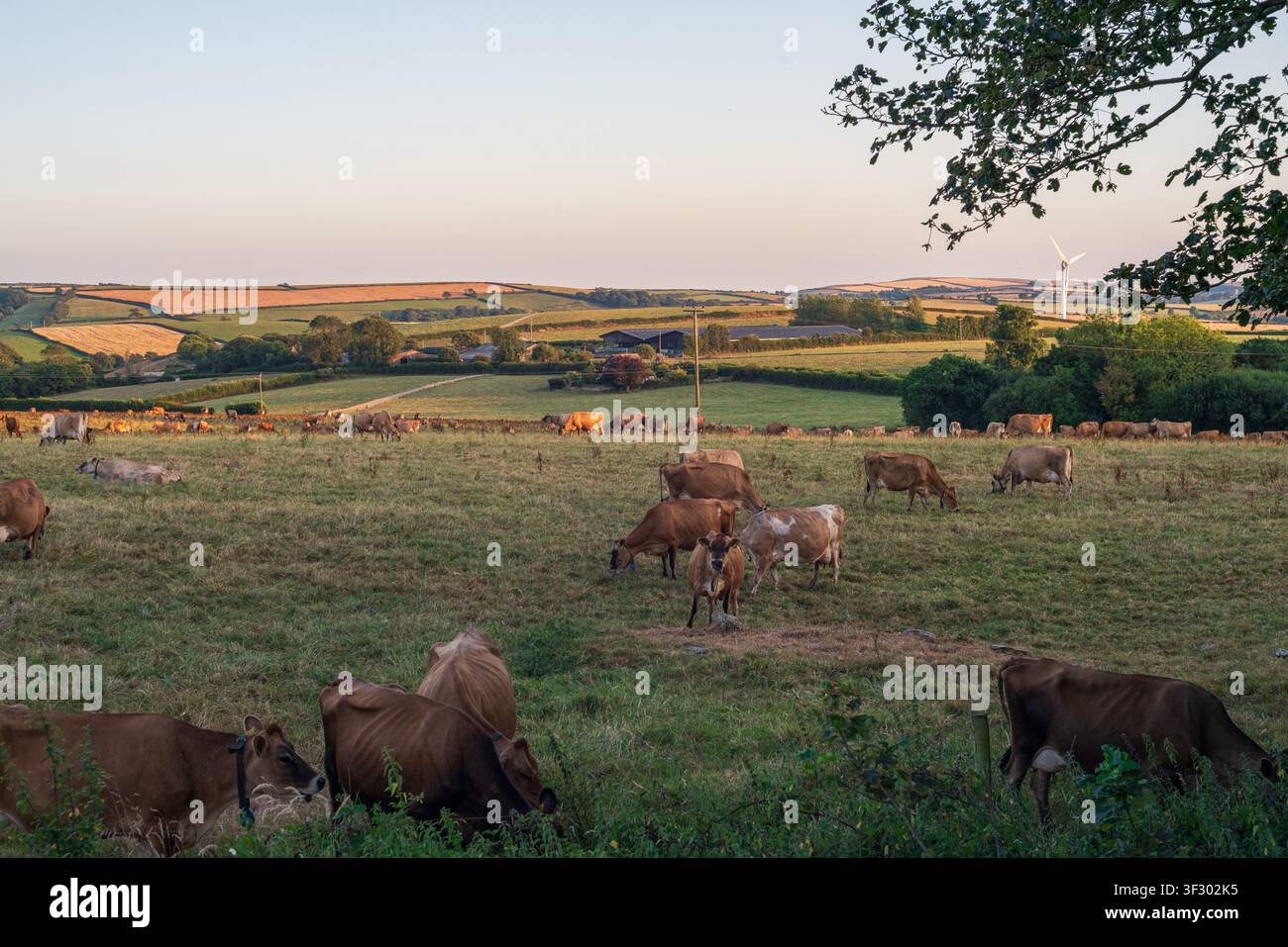 Une scène pittoresque de bovins paissant paisiblement dans des champs herbeux pendant l'heure dorée d'une soirée d'été ensoleillée, avec des terres agricoles vallonnées. Banque D'Images