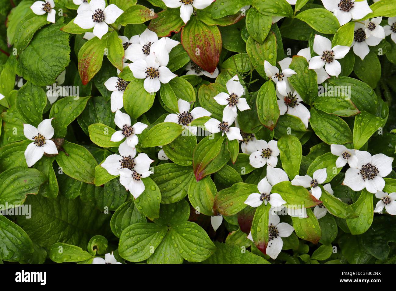 Bunchberry, Cornouiller nain du Canada, Bunchberry canadien, Quatre-temps, Crackerberry ou Cornouiller rampant, Cornus canadensis, Cornaceae. Banque D'Images