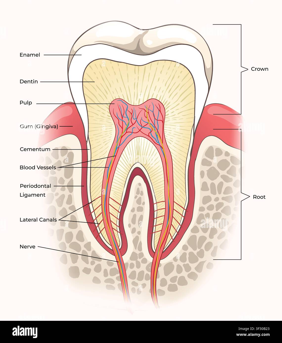 Diagramme d'une coupe transversale de l'anatomie d'une dent humaine Illustration de Vecteur