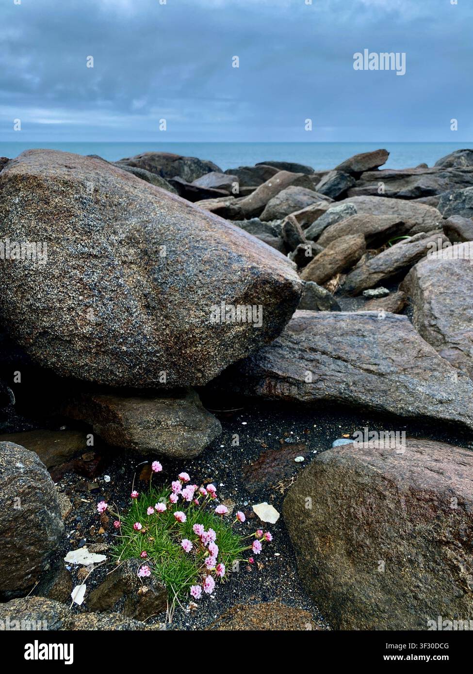 Petites fleurs roses cachées sous des rochers mouillés sur le littoral du sud de l'Islande, sous un ciel nuageux - Image de stock capturée avec un smartphone