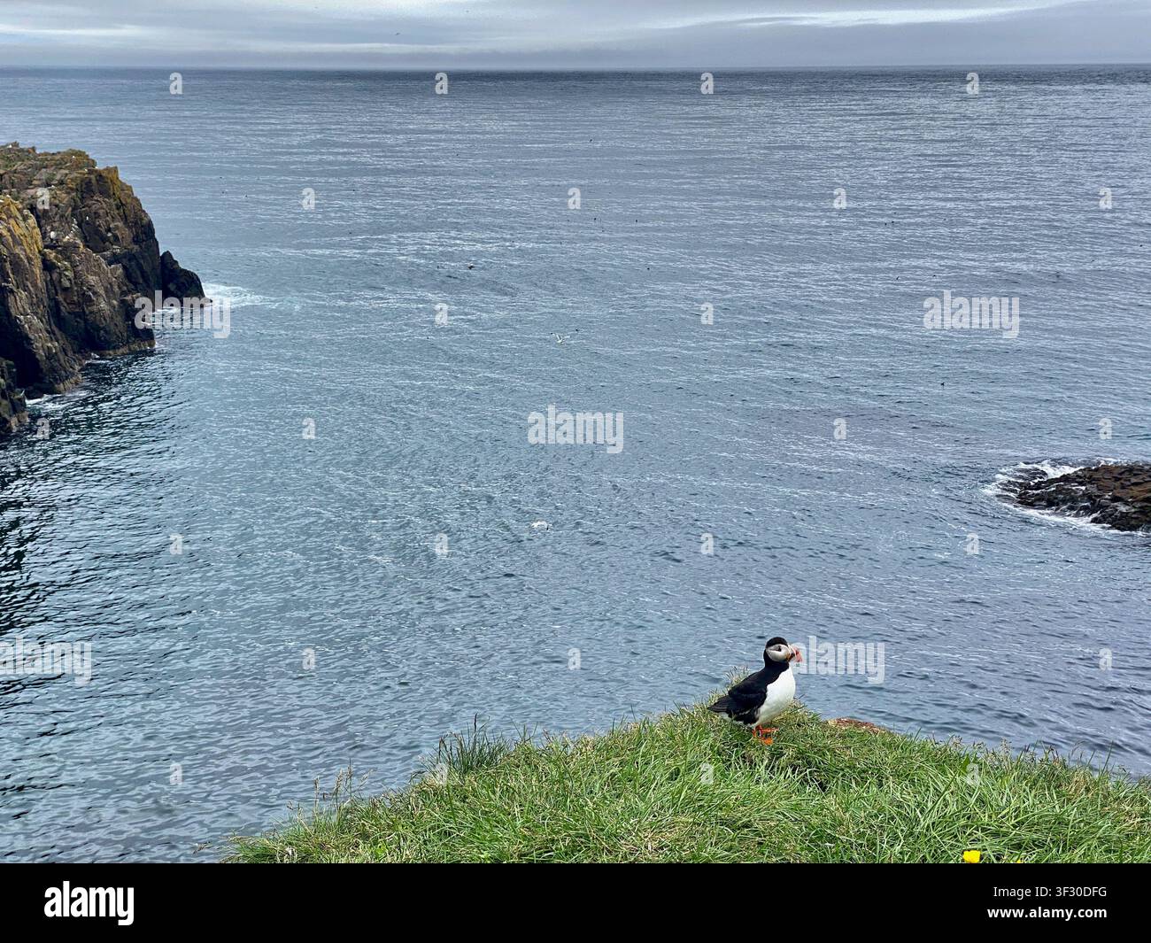 Spot de macareux moine à Hafnarhólmur, nichant sur les falaises du côté de l'océan dans l'est de l'Islande, côte isolée - Image de stock capturée avec un smartphone