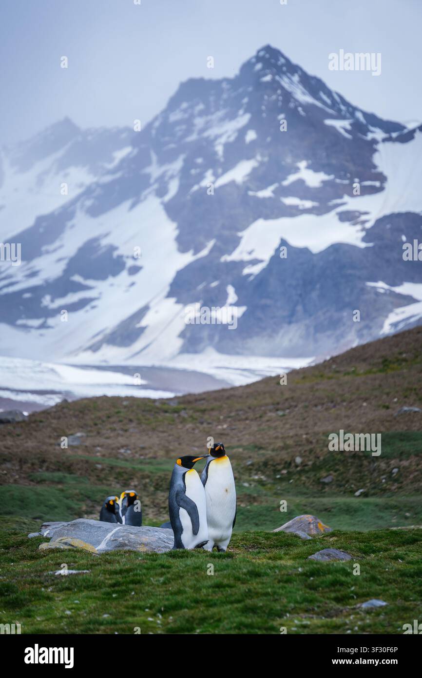 Paysage de l'habitat du manchot roi à St Andrew's Bay, îles South Georgia Banque D'Images