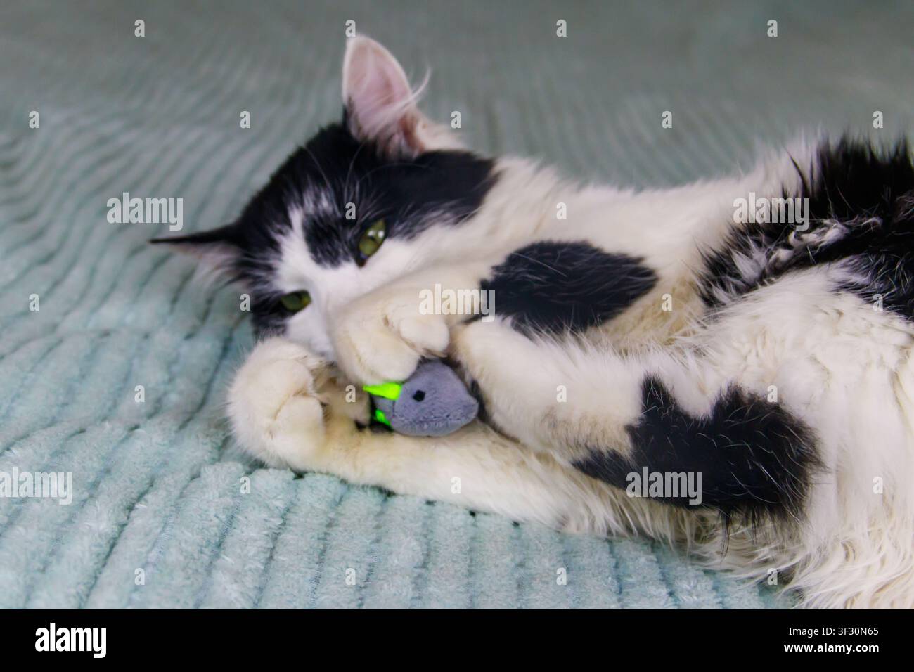 Beau chat jouant avec un jouet de souris sur un lit Banque D'Images