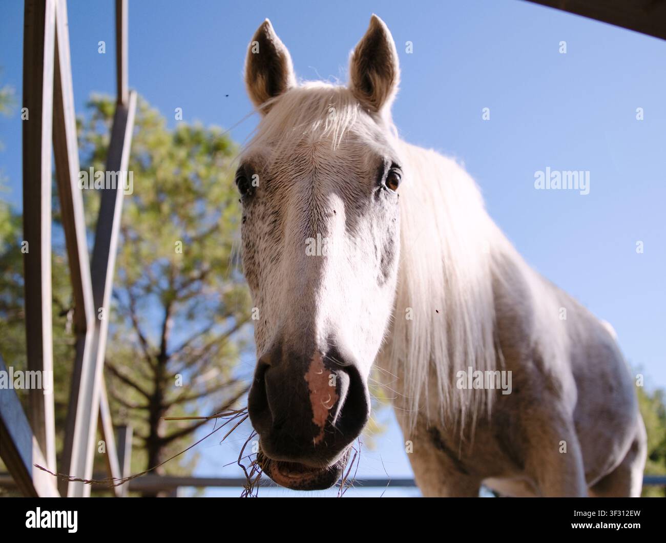 Cheval en gros plan avec des arbres et un ciel bleu Banque D'Images