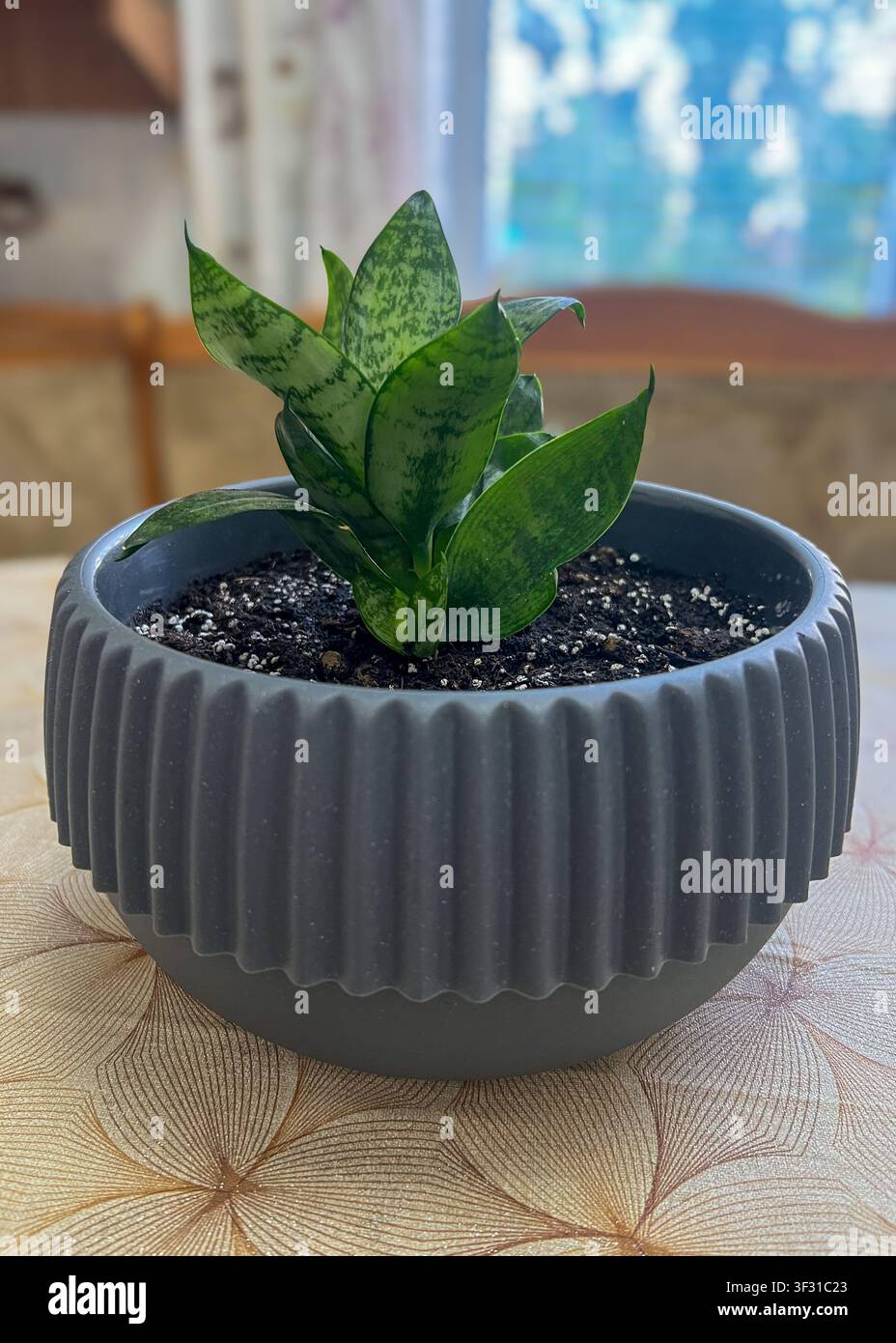 Une petite plante serpent (Sansevieria) aux feuilles vertes à motifs dans un pot moderne à côtes gris foncé sur une nappe décorative. - Image de stock capturée avec un smartphone