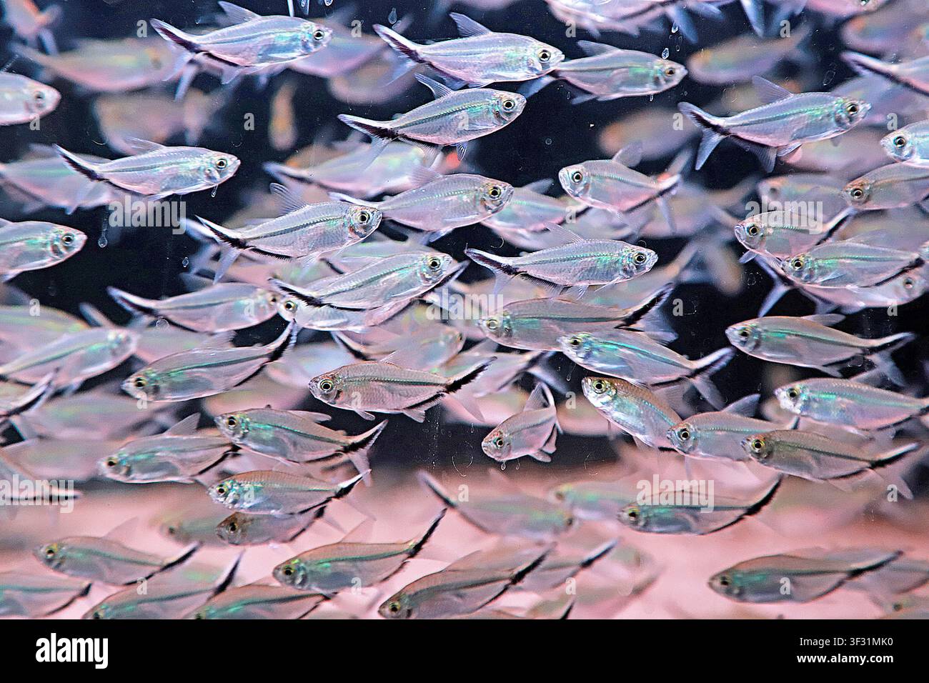 Un grand banc de tétras argent-vert nage de manière synchrone dans un aquarium, avec des reflets métalliques et des marques noires sur la queue de leurs corps, mettant en valeur le Banque D'Images