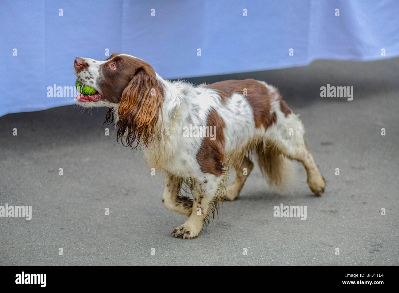 Springer anglais portant une balle de tennis Banque D'Images