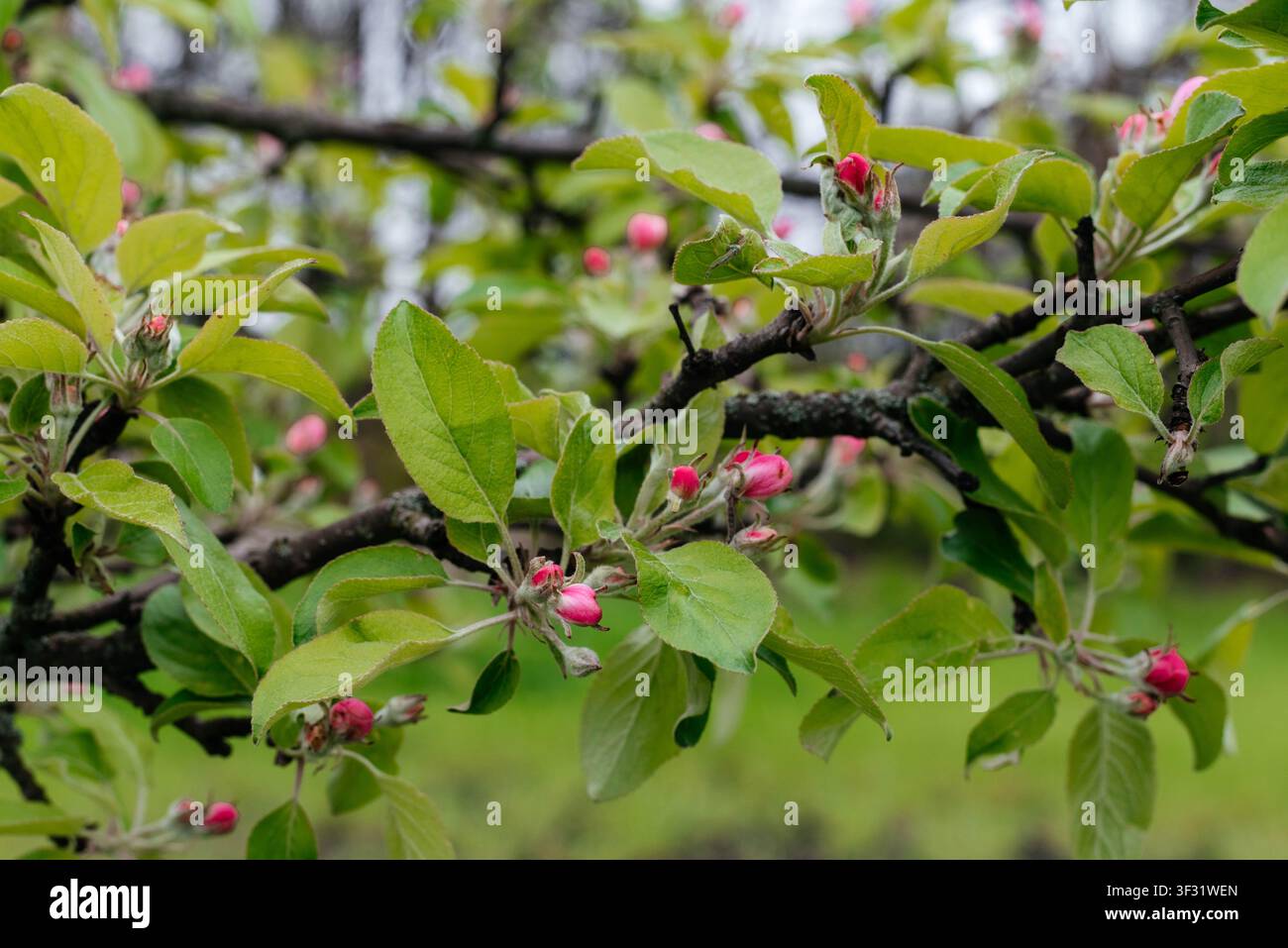 Close-up de branches de pommier avec des bourgeons de fleurs roses et des feuilles vertes fraîches dans un verger au printemps. Fond saisonnier naturel symbolisant la floraison, le jardinage, l'agriculture, la production de fruits et la nouvelle vie. Banque D'Images