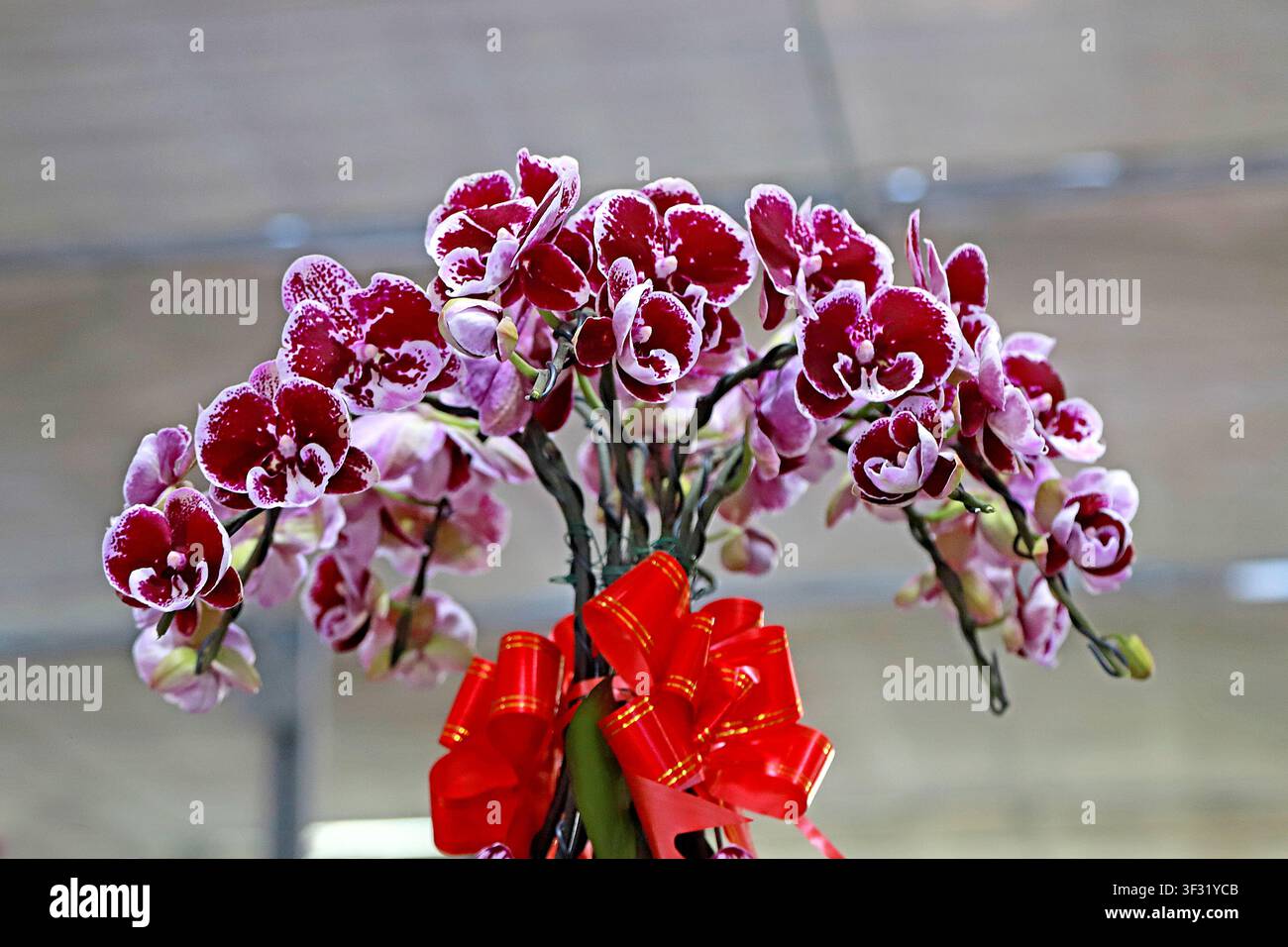 Les branches d'orchidée Phalaenopsis à motifs rouges s'étirent et fleurissent, avec des pétales d'un rouge profond nuancé de textures de points blancs. Un nœud de ruban rouge festif i Banque D'Images