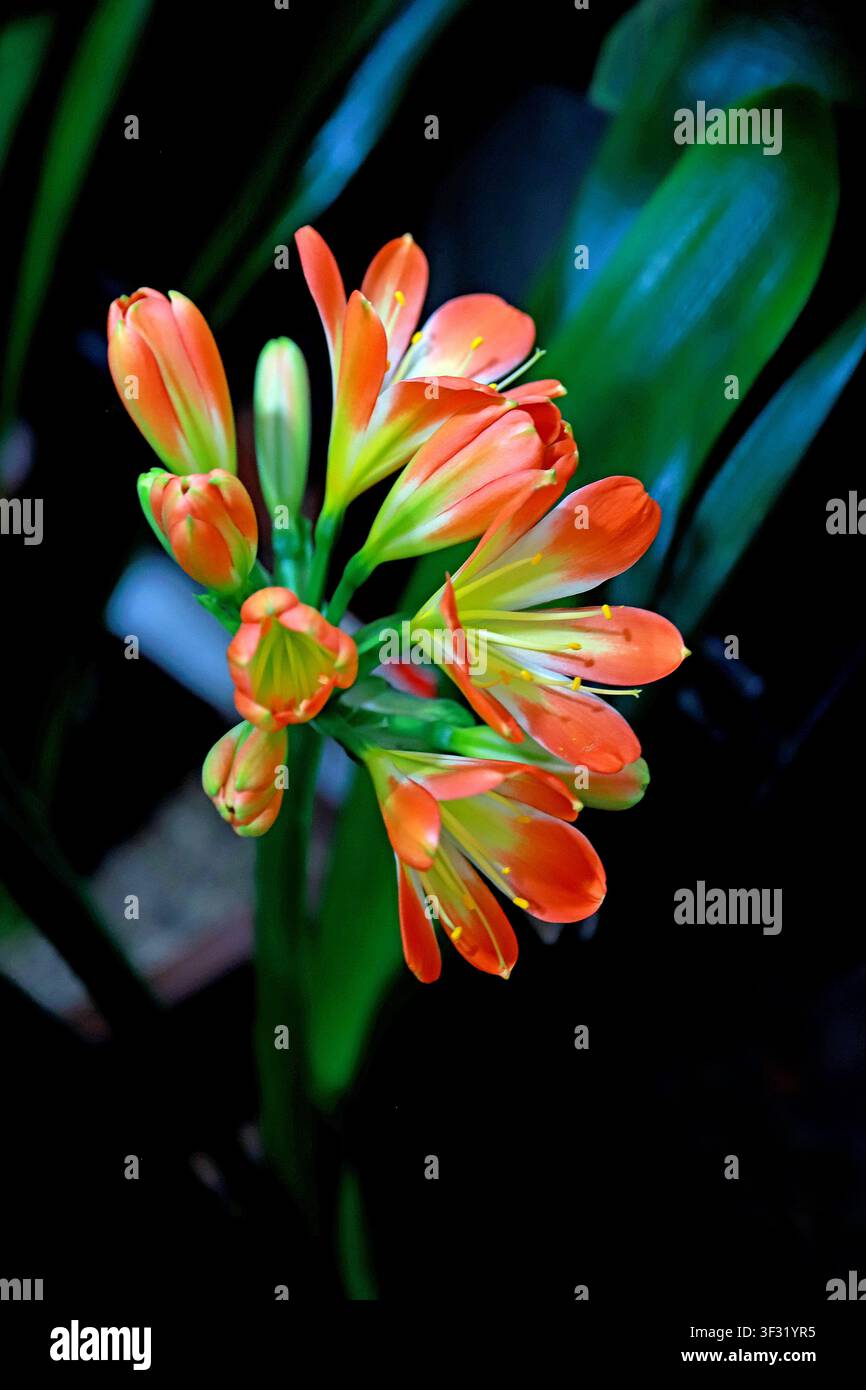 Un gros plan d'une clivia miniata en fleur, avec son inflorescence en ombelle présentant des fleurs orange-jaune vives. Les pétales dégradent du vert pâle au Banque D'Images