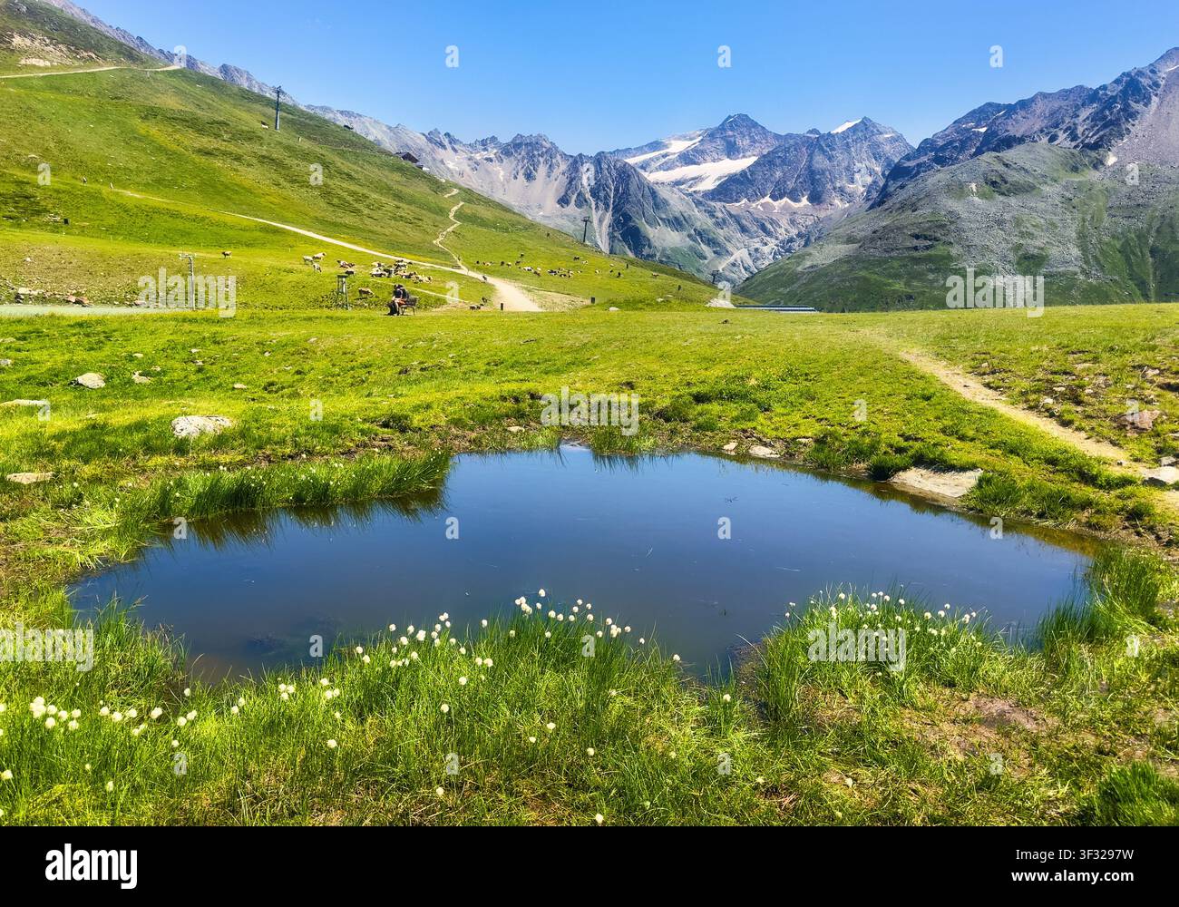 Paysage avec des fleurs blanches et un lac dans le glacier autrichien du Pitztal et le lac Riff - Rifflesee Banque D'Images