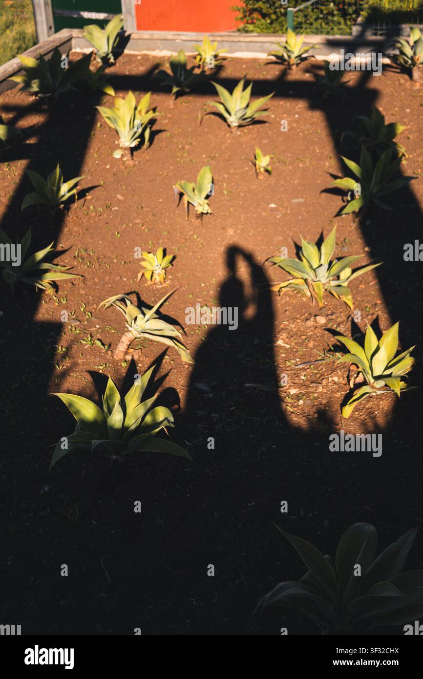 Ombre d'une jeune femme projetée sur un carré de jardin avec de jeunes plantes vertes sous un soleil chaud. Image de style de vie conceptuelle représentant la croissance, le jardinage, Banque D'Images
