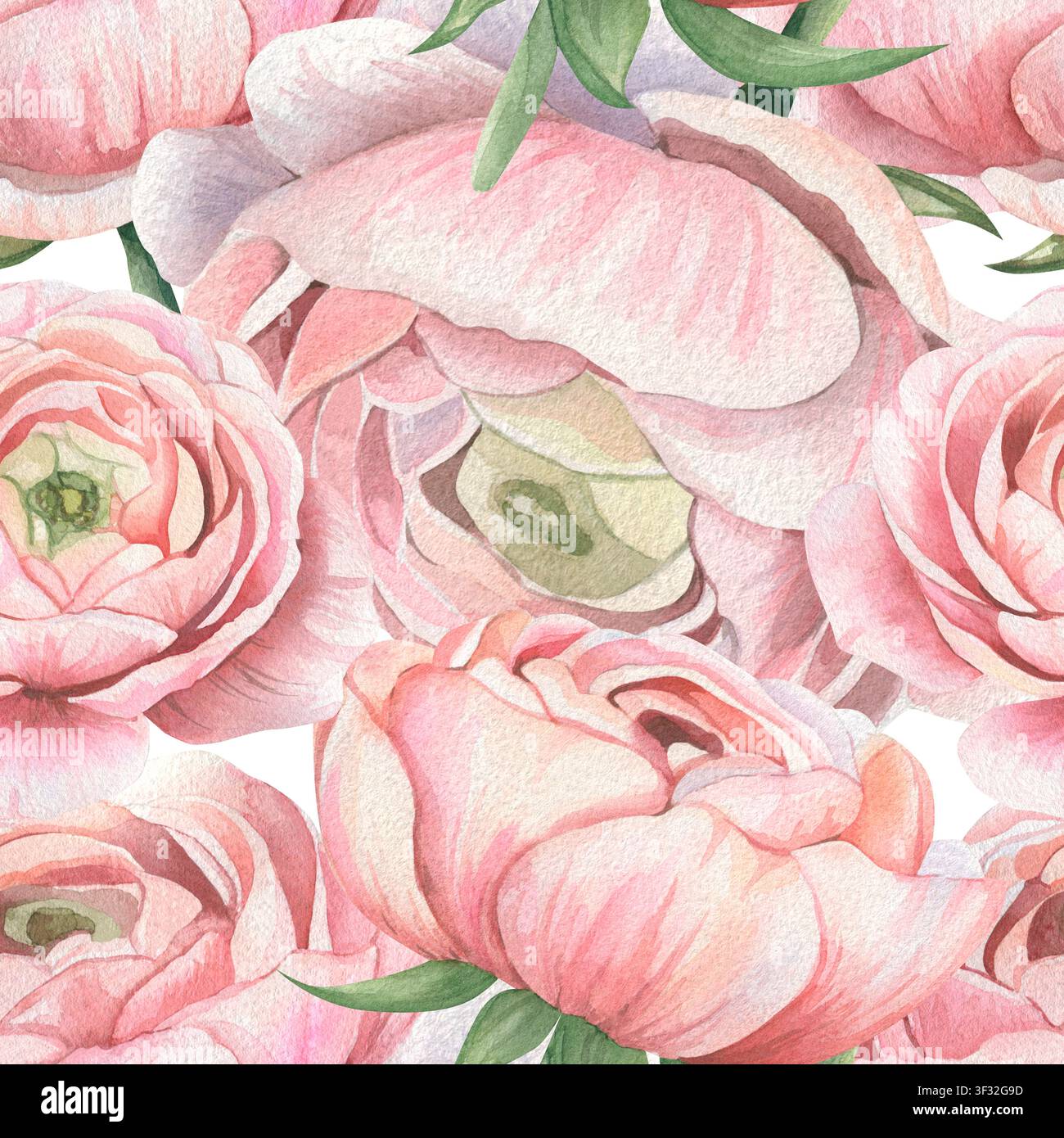 Motif floral aquarellé sans couture dense avec des fleurs de ranoncule roses luxuriantes et en gros plan sur fond blanc. Pour des textiles romantiques, des papiers peints, des produits, des emballages de luxe et du branding de cosmétiques biologiques Banque D'Images