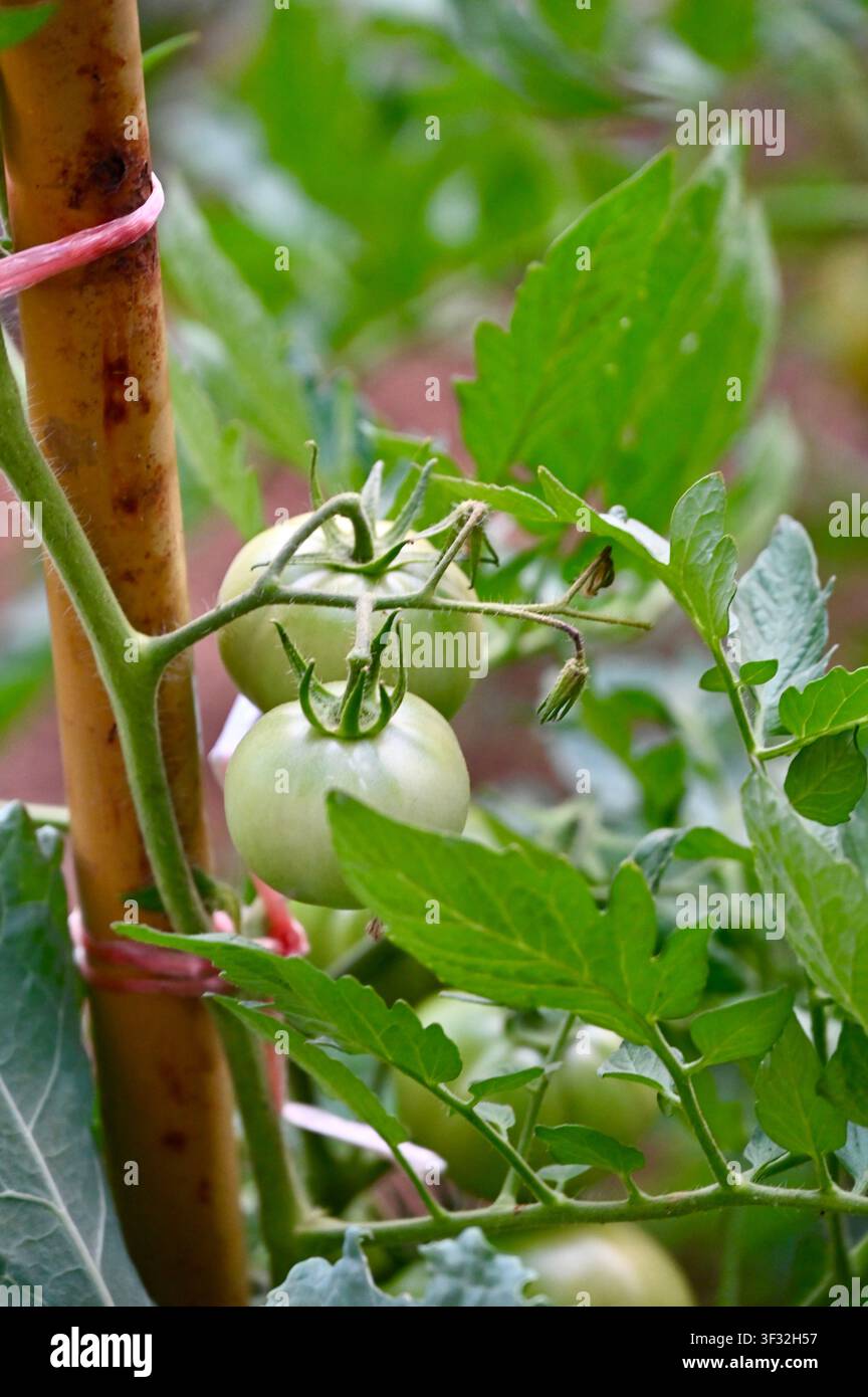 Tomates vertes non mûres poussant sur la vigne dans un jardin biologique. Photo de haute qualitéVue rapprochée de tomates vertes fraîches mûrissant sur une vigne buissonnante entourée de feuilles vertes dans un potager biologique. Concept d'agriculture, de jardinage domestique et de production alimentaire naturelle. Banque D'Images
