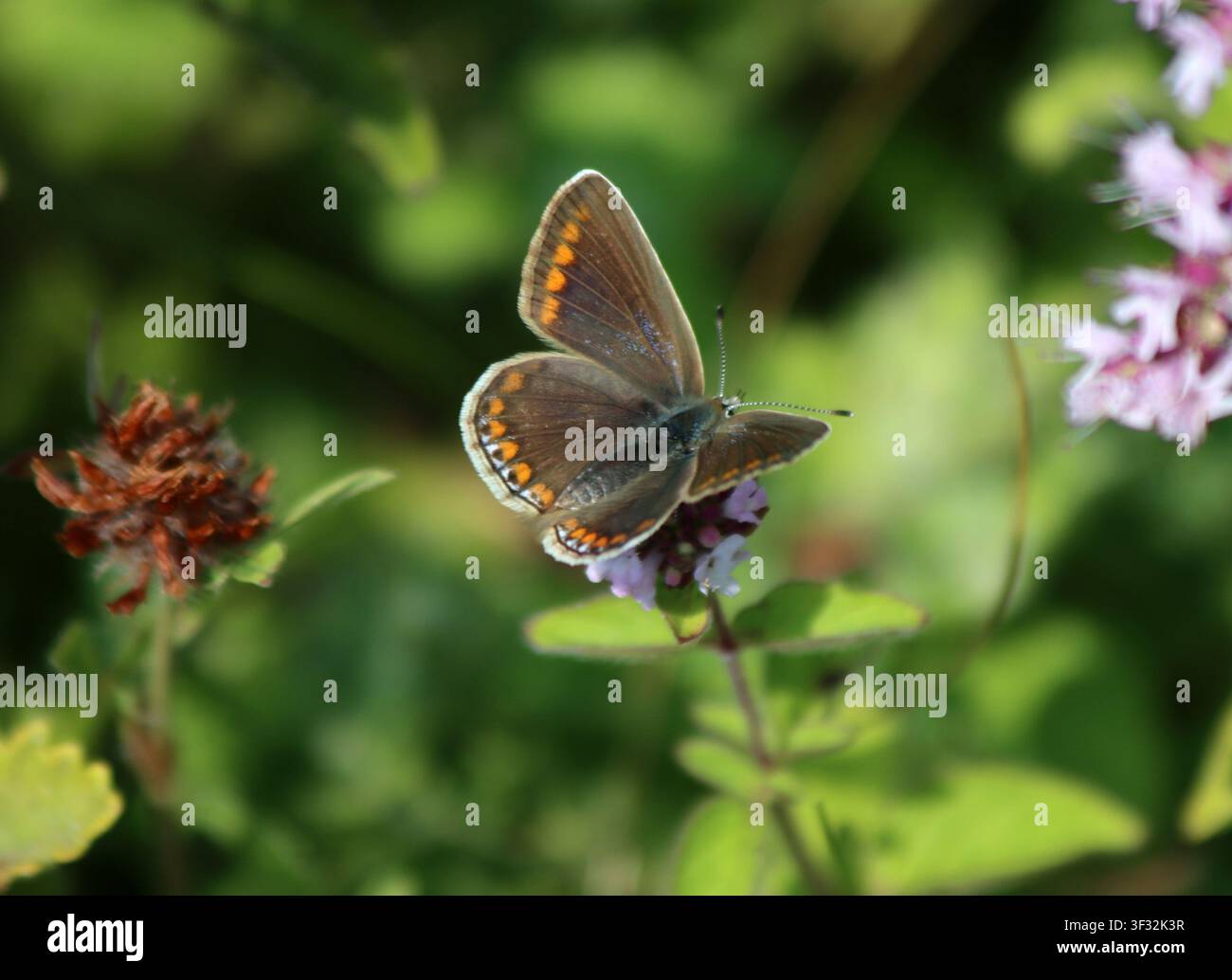 Un papillon mâle Polyommatus icarus dans le Sussex Banque D'Images