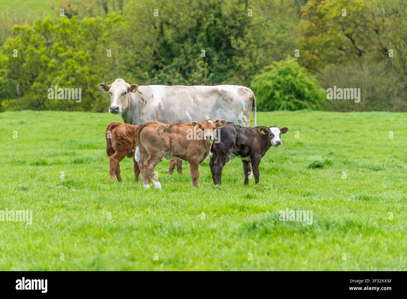 Vache nourrice avec trois veaux de boucherie debout dans une herbe verte luxuriante Banque D'Images