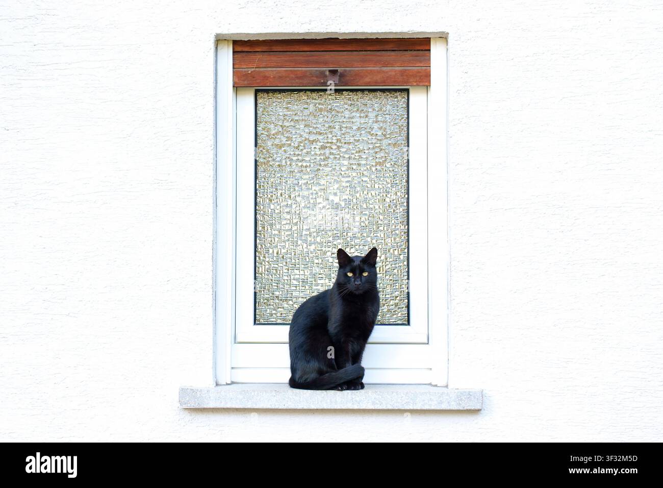 Belle chatte noire assise tranquillement sur un rebord de fenêtre en béton blanc d'une façade texturée, regardant directement l'appareil photo devant un verre dépoli Banque D'Images