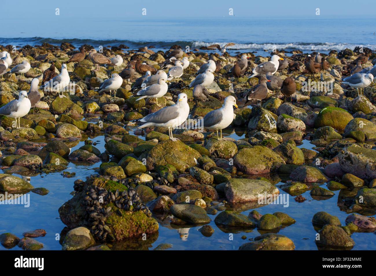 Mouettes et oiseaux de côte se rassemblent parmi les rochers couverts de mousse et les flaques de marée peu profondes le long du rivage pittoresque de Malibu, en Californie, avec l'océan doux Banque D'Images