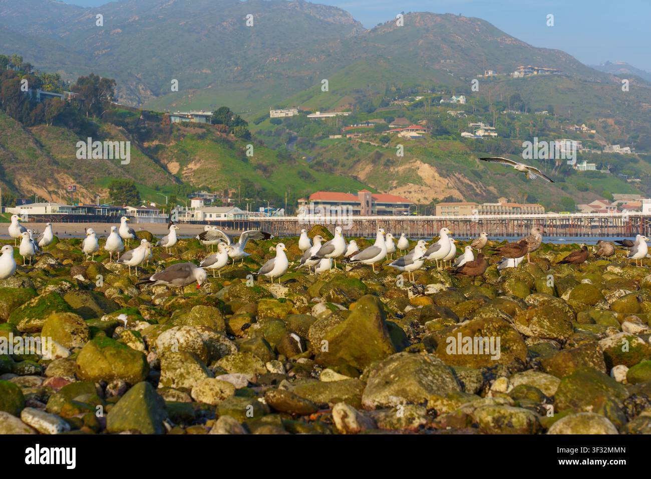 Troupeau de mouettes se rassemble sur des rochers couverts de mousse le long de la côte de Malibu, avec la jetée historique et les collines verdoyantes pittoresques de Californie s'étendant Banque D'Images
