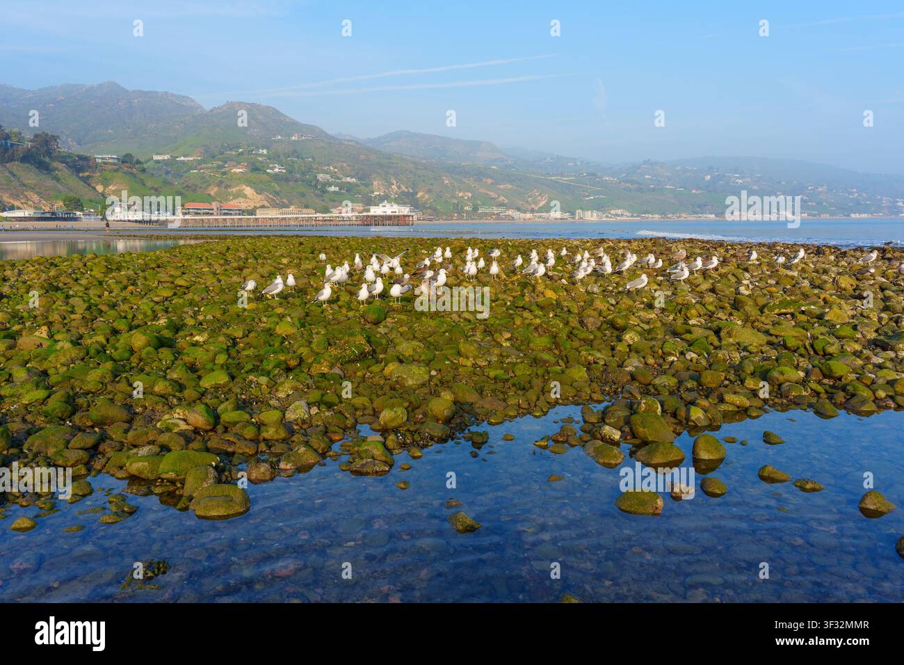 Mouettes se rassemblent sur des rochers couverts de mousse exposés lors de la marée basse le long de la côte pittoresque de Malibu, en Californie, avec des collines et l'océan qui s'étendent dans Banque D'Images