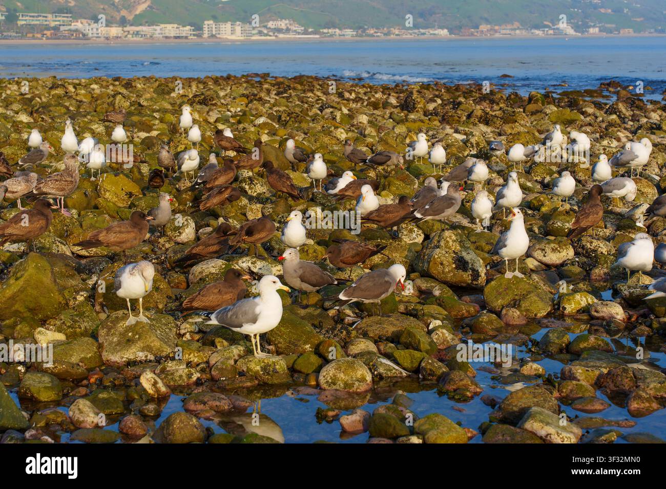 Mouettes se rassemblent et se reposent sur des rochers mouillés et couverts de mousse le long du littoral pittoresque de Malibu à marée basse, avec des eaux océaniques calmes et des collines côtières lointaines vi Banque D'Images