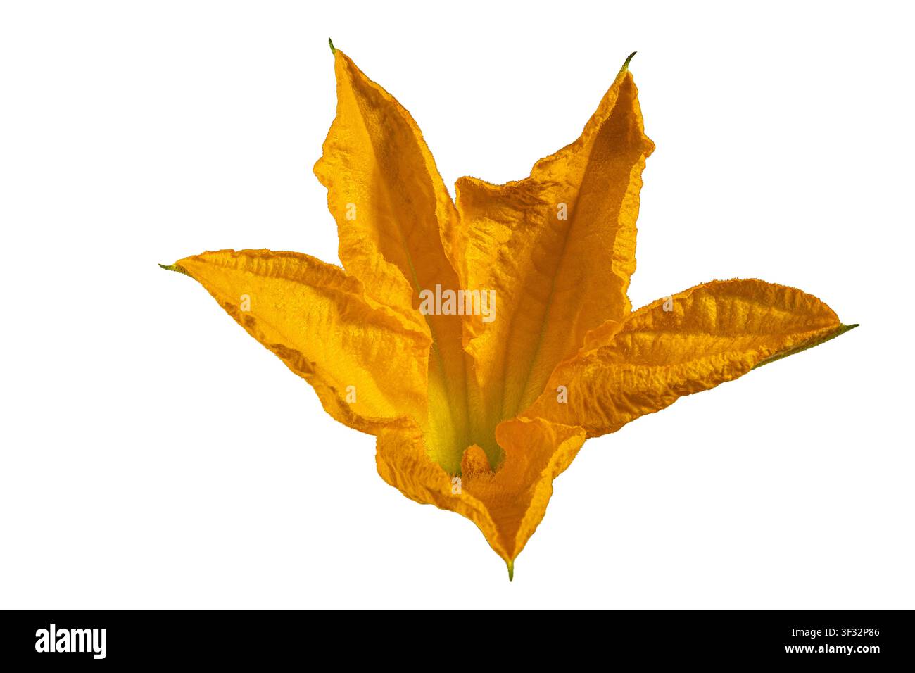 Gros plan détaillé d'une fleur de citrouille comestible montrant la structure vive des pétales Banque D'Images