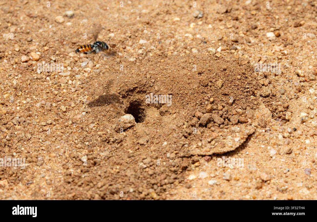 L'abeille mineuse ou fouisseuse fait un trou solitaire pour déposer son œuf. Elle le construira en compagnie d'autres dans une colonie dispersée. Banque D'Images