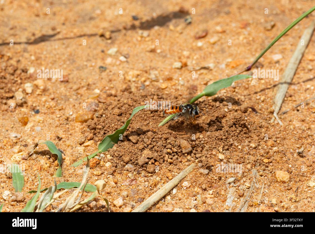 L'abeille mineuse ou fouisseuse fait un trou solitaire pour déposer son œuf. Elle le construira en compagnie d'autres dans une colonie dispersée. Banque D'Images