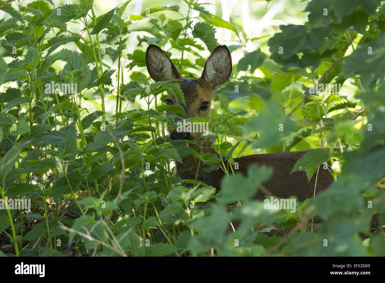 Cerf élaphe européen, chevreuil, chevreuil, chevreuil sauvage, biche, femelle, Capreolus capreolus, Cerf élaphe européen, Cerf élaphe occidental, chevreuil, femelle, Le chevreuil Banque D'Images
