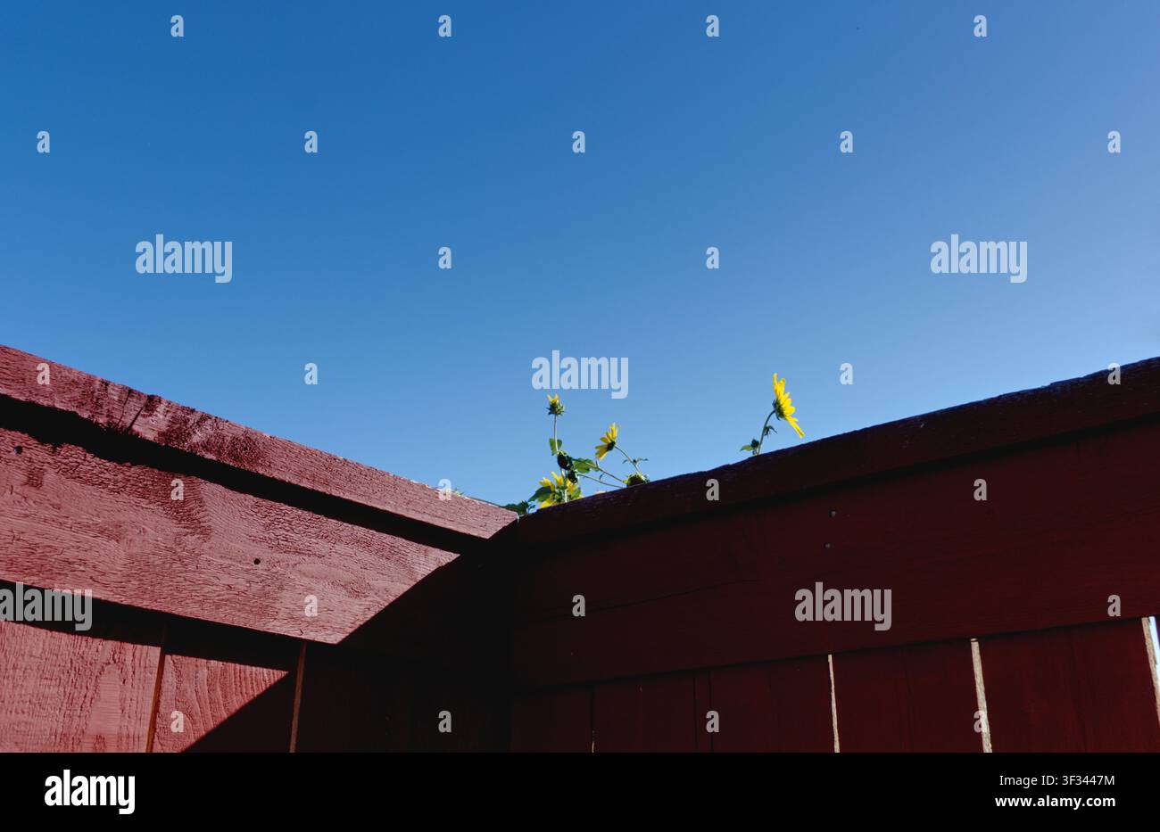 * Paysage minimaliste d'un jour d'été éclatant avec des tournesols et un ciel bleu Banque D'Images