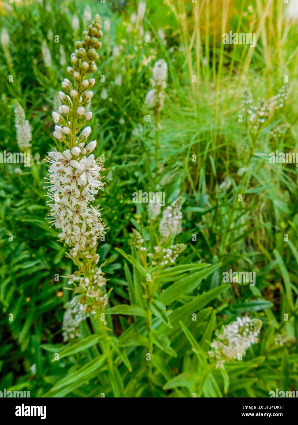 Portrait naturel d'une plante fleurie de Lysimachia ephemerum, lysimaque à feuilles de saule, en fleur et avec un espace négatif. Séduisant, Étonnant, audacieux Banque D'Images