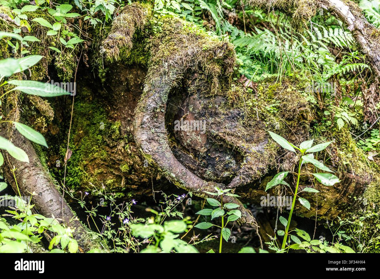 Une vue rapprochée d'un système racinaire noueux et ancien, fortement recouvert de mousse et entouré d'un feuillage vert luxuriant. Les racines se tordent et se courbent dra Banque D'Images