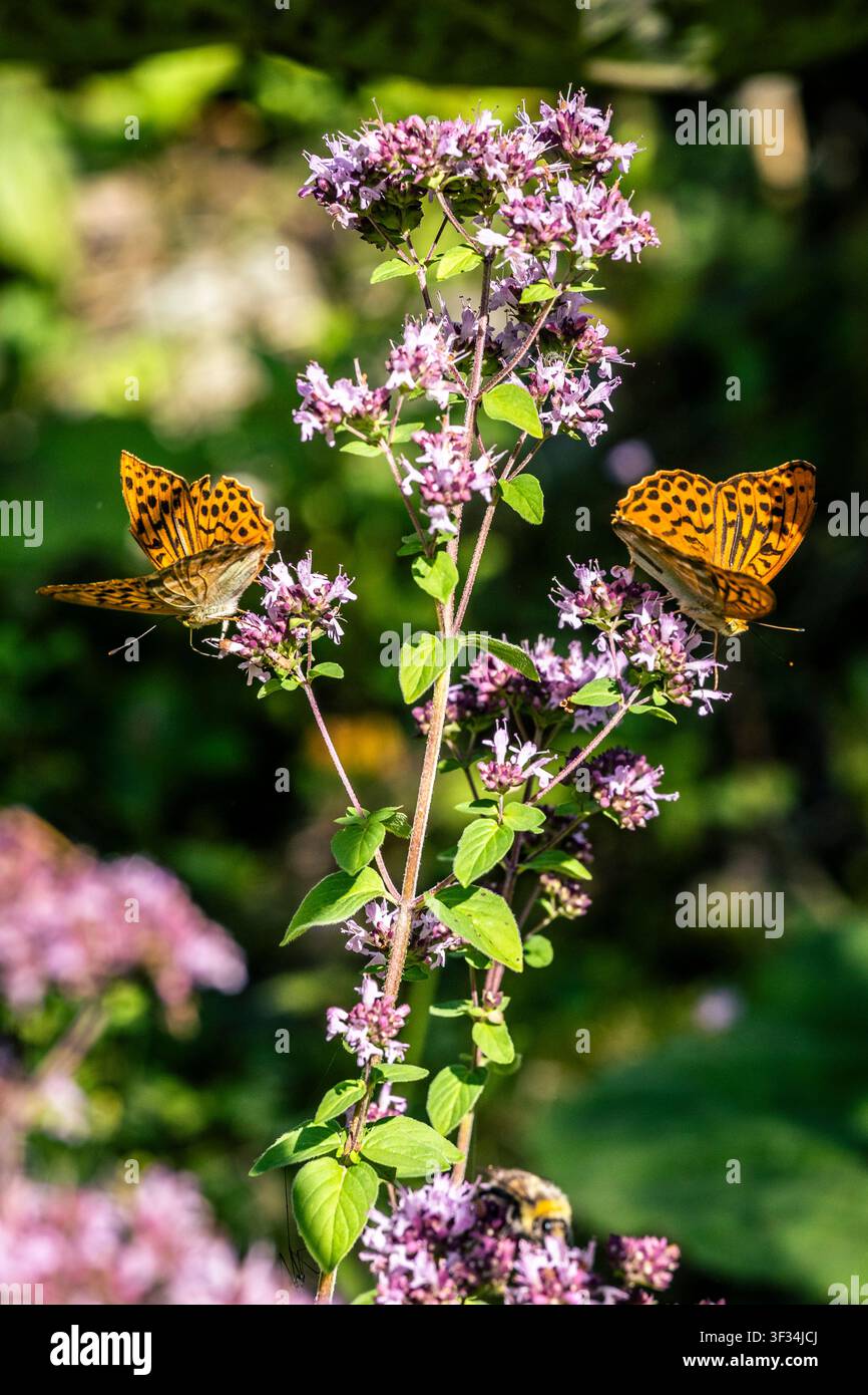 Un gros plan de deux papillons orange et brun vifs reposant délicatement sur une tige haute de fleurs d'origan violettes en fleurs. Le fond est si Banque D'Images